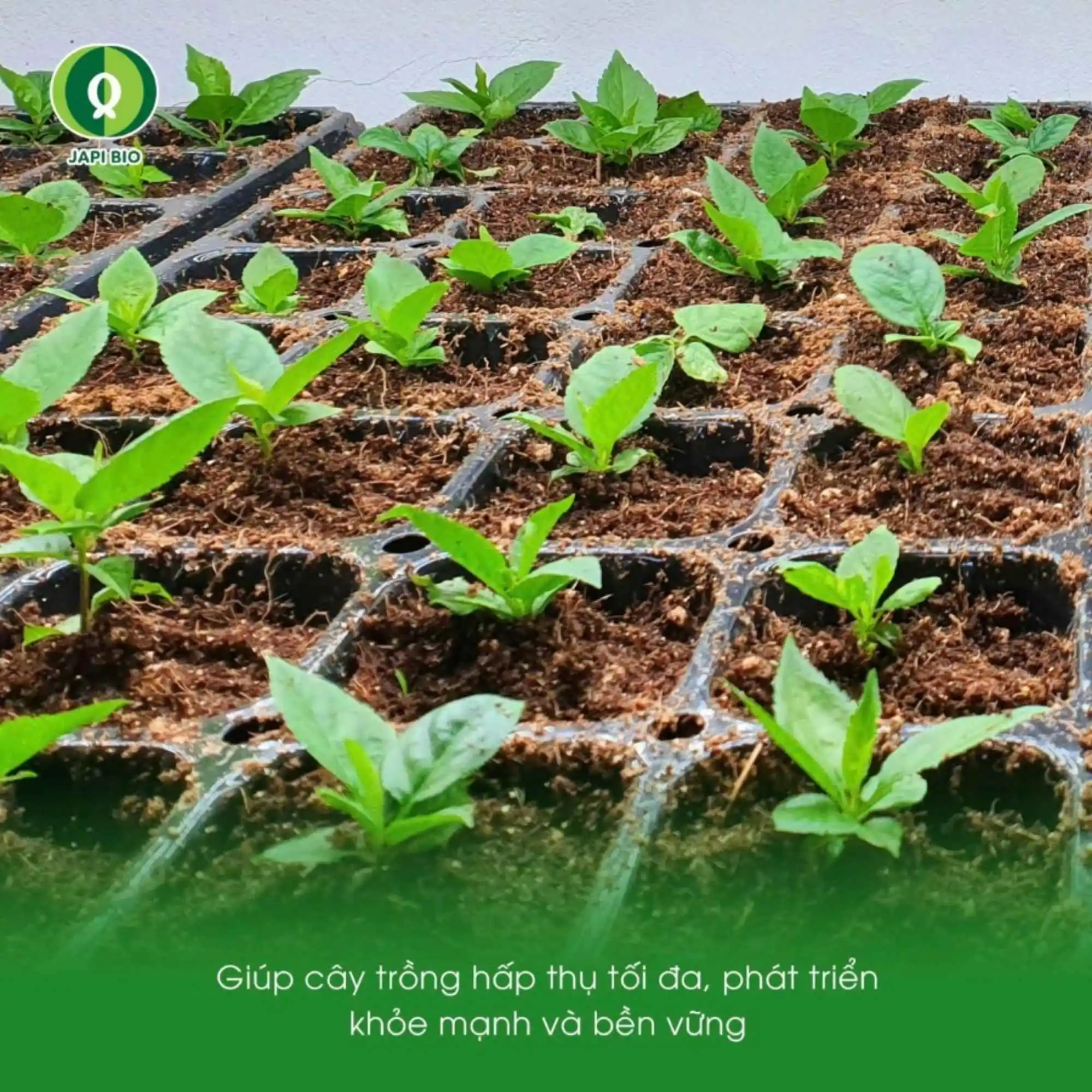 đạm cá amino Japi Bio