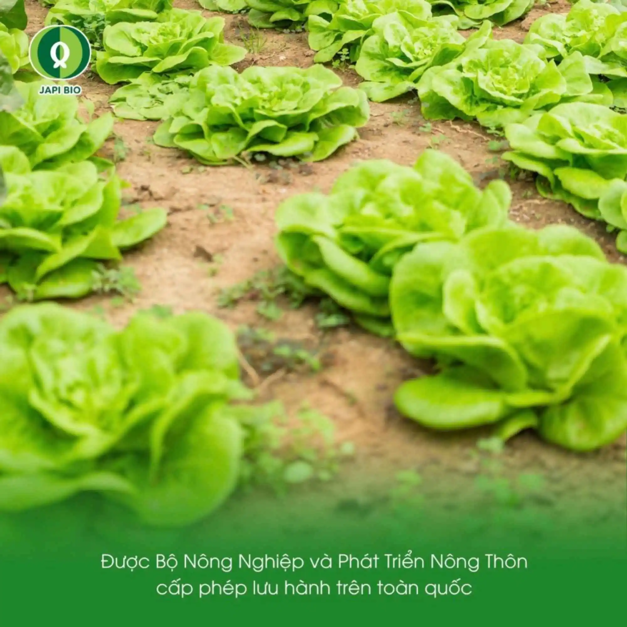 đạm cá amino Japi Bio