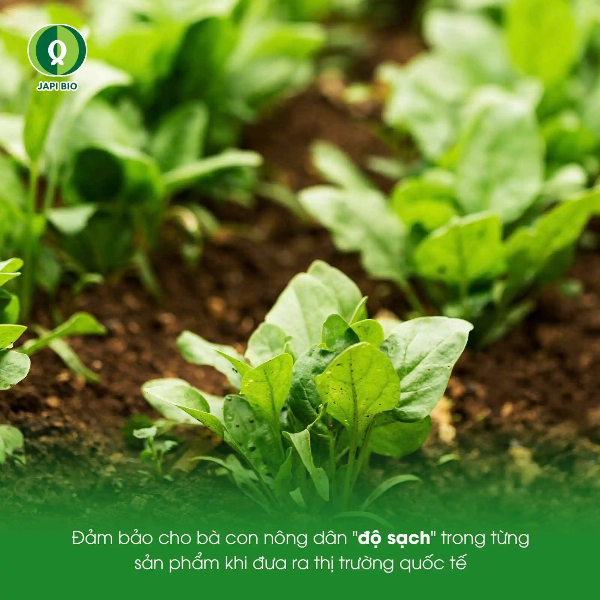 đạm cá amino Japi Bio