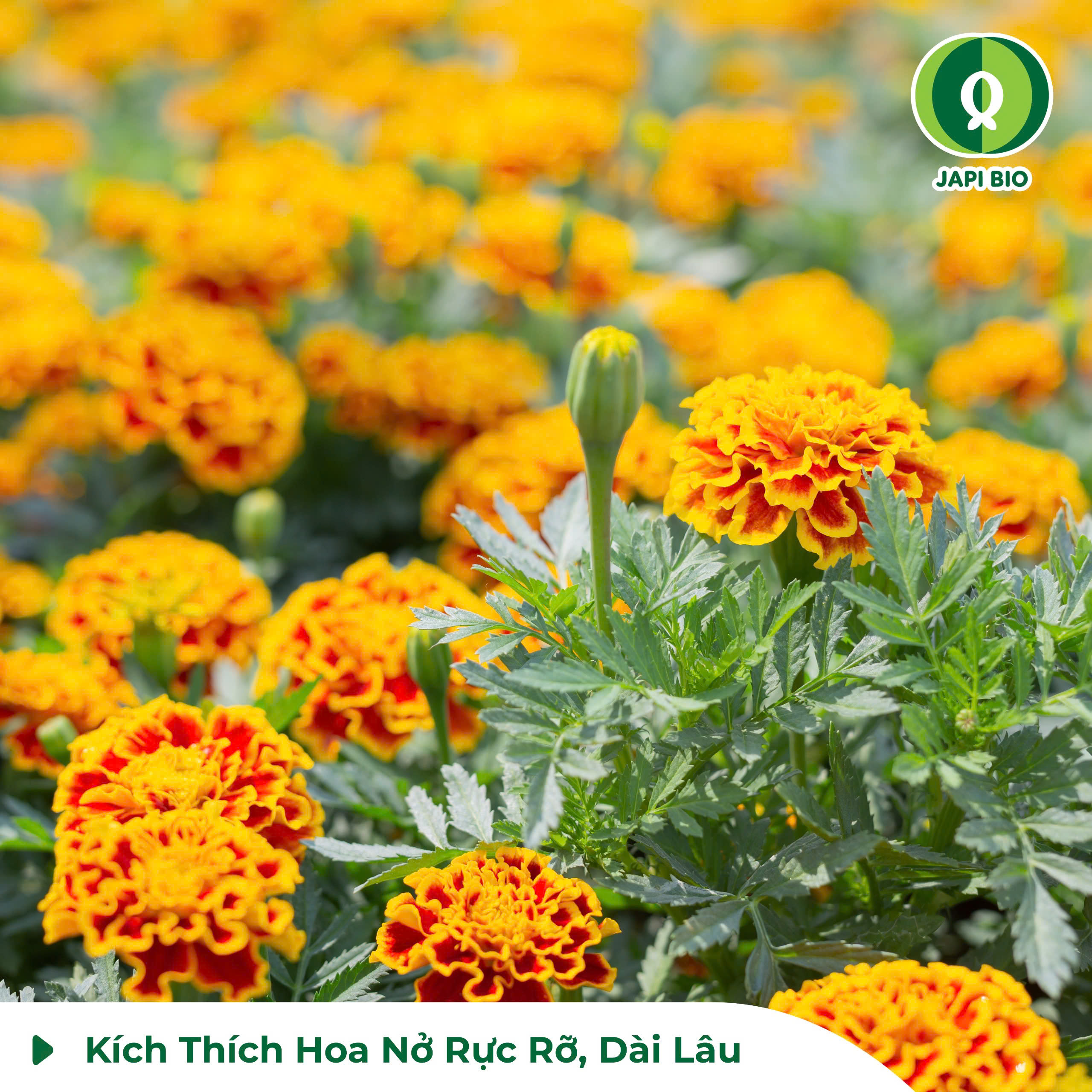 dam-ca-amino dam-ca-amino