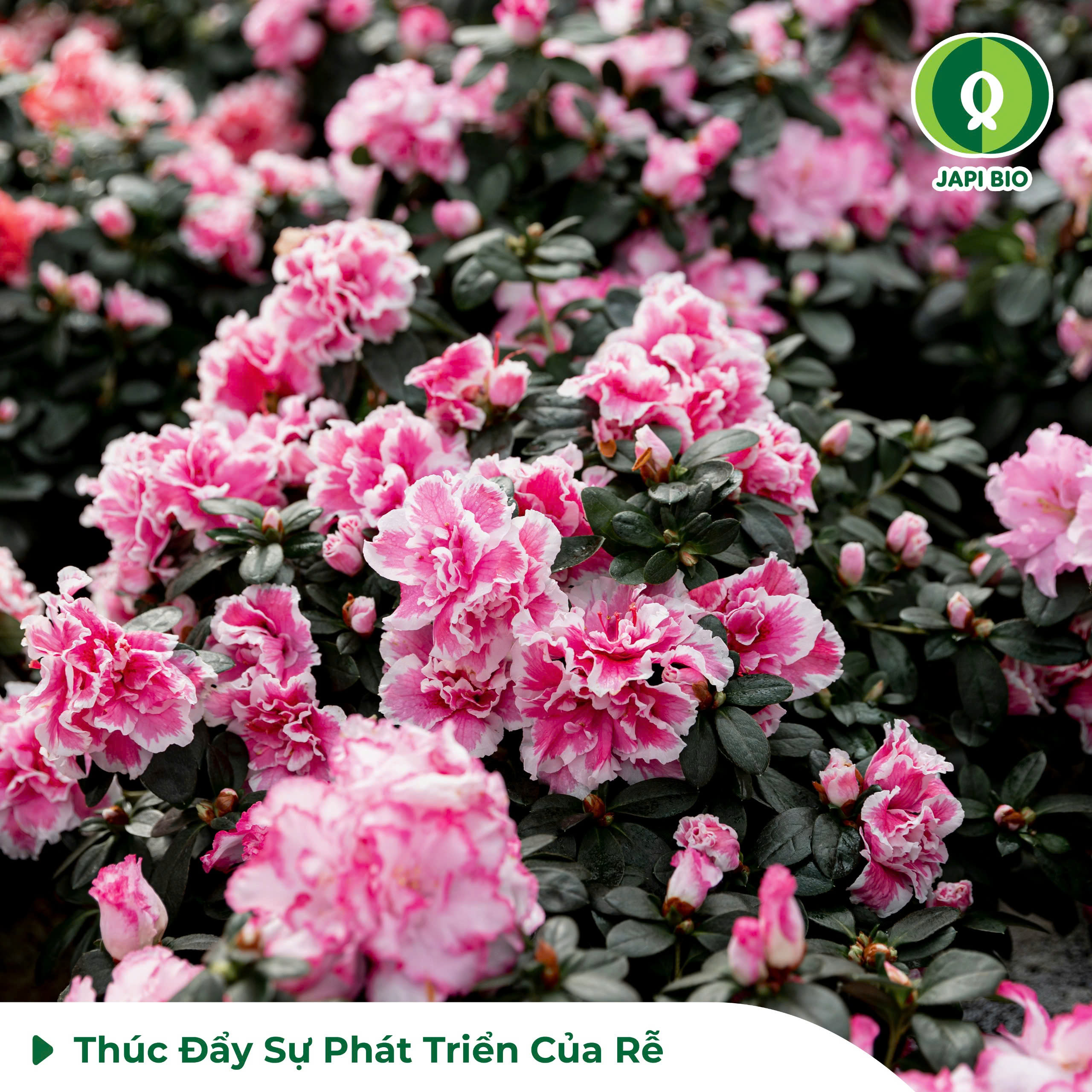 dam-ca-amino dam-ca-amino