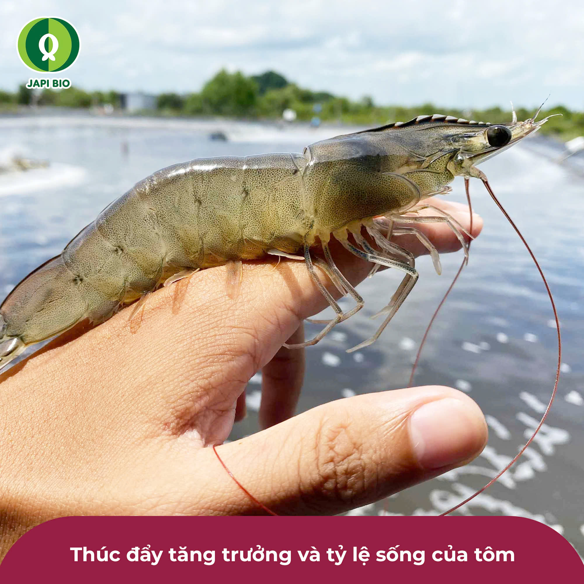 dam-ca-amino dam-ca-amino