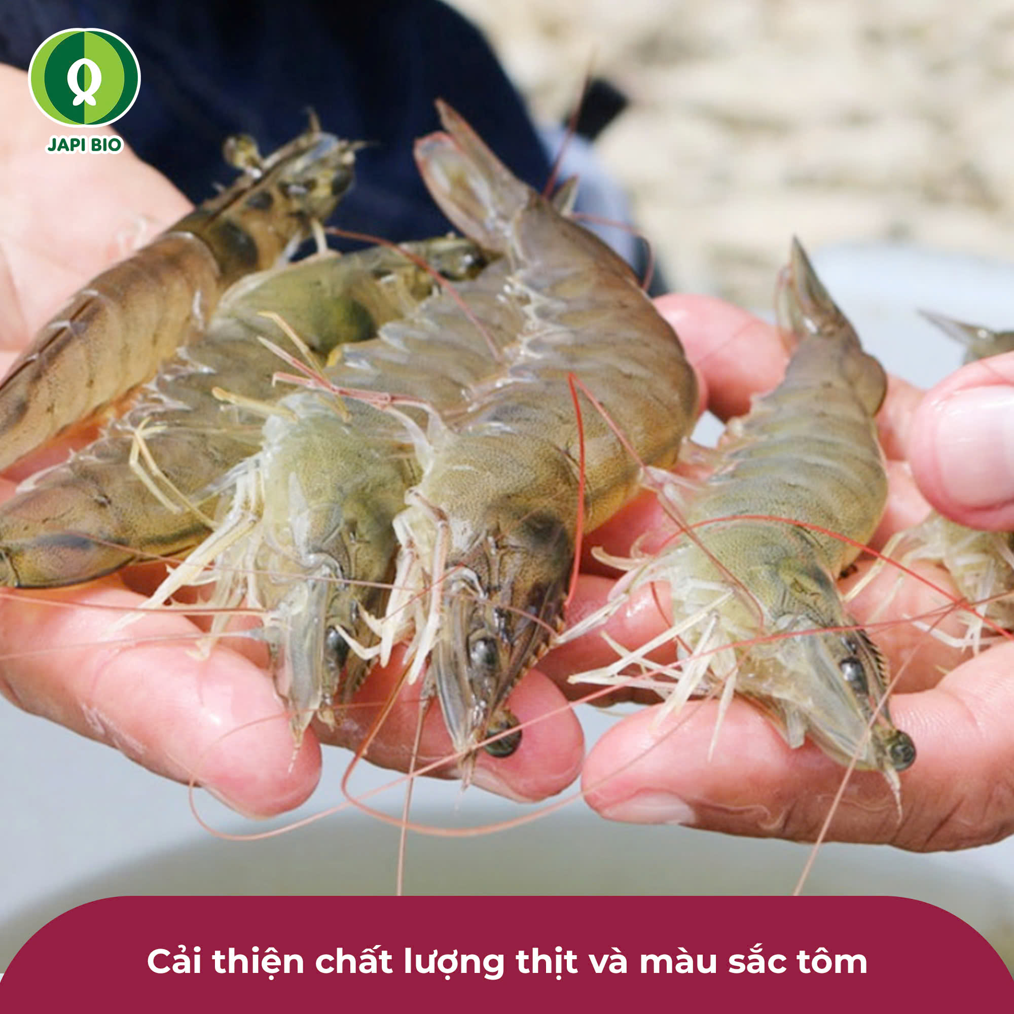 dam-ca-amino dam-ca-amino