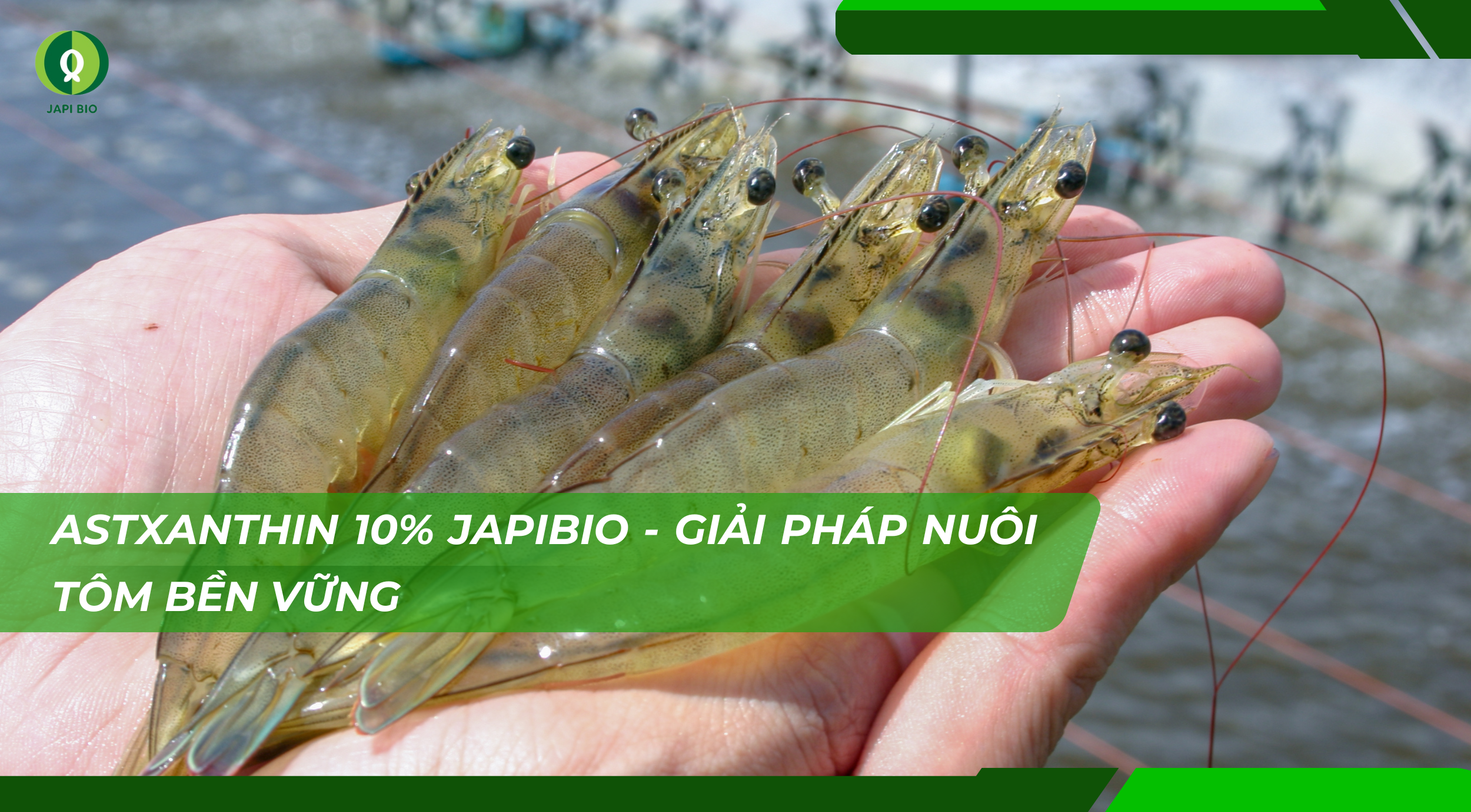 dam-ca-amino dam-ca-amino