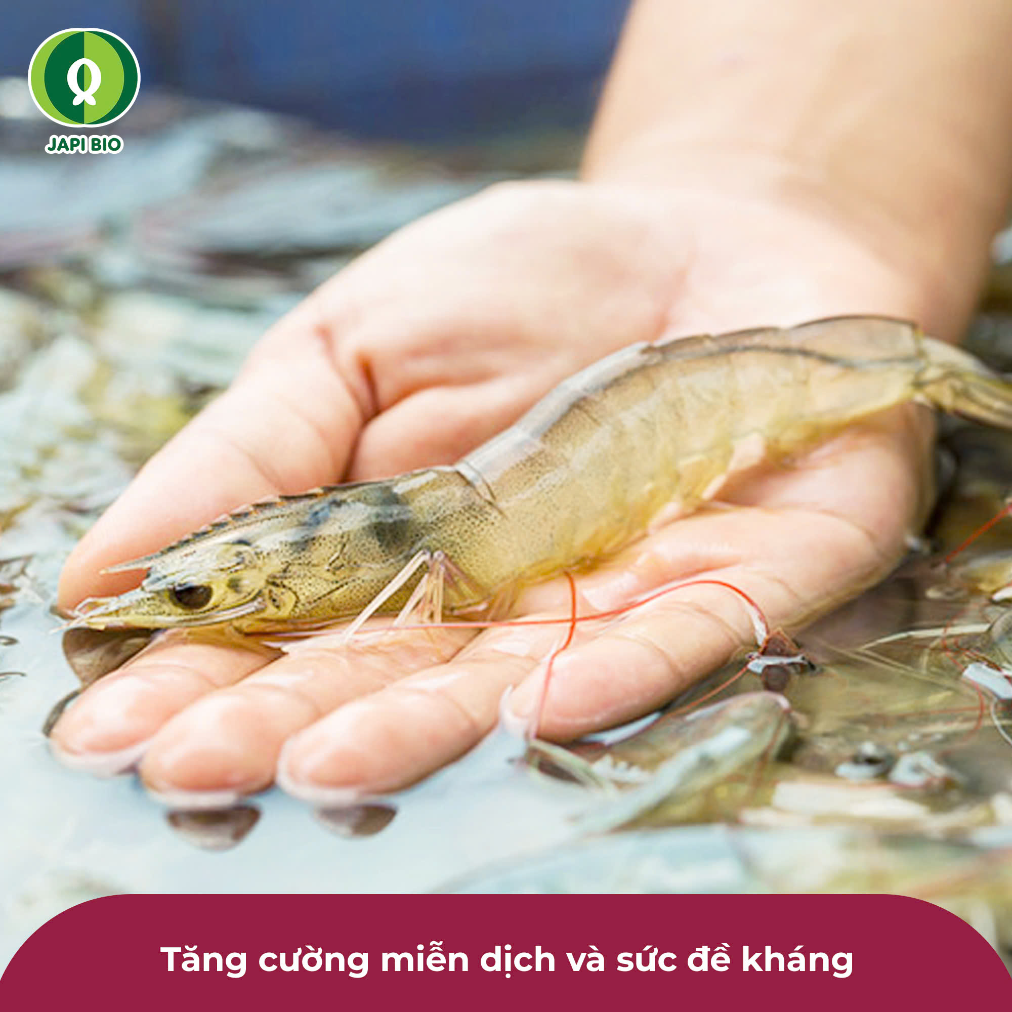 dam-ca-amino dam-ca-amino