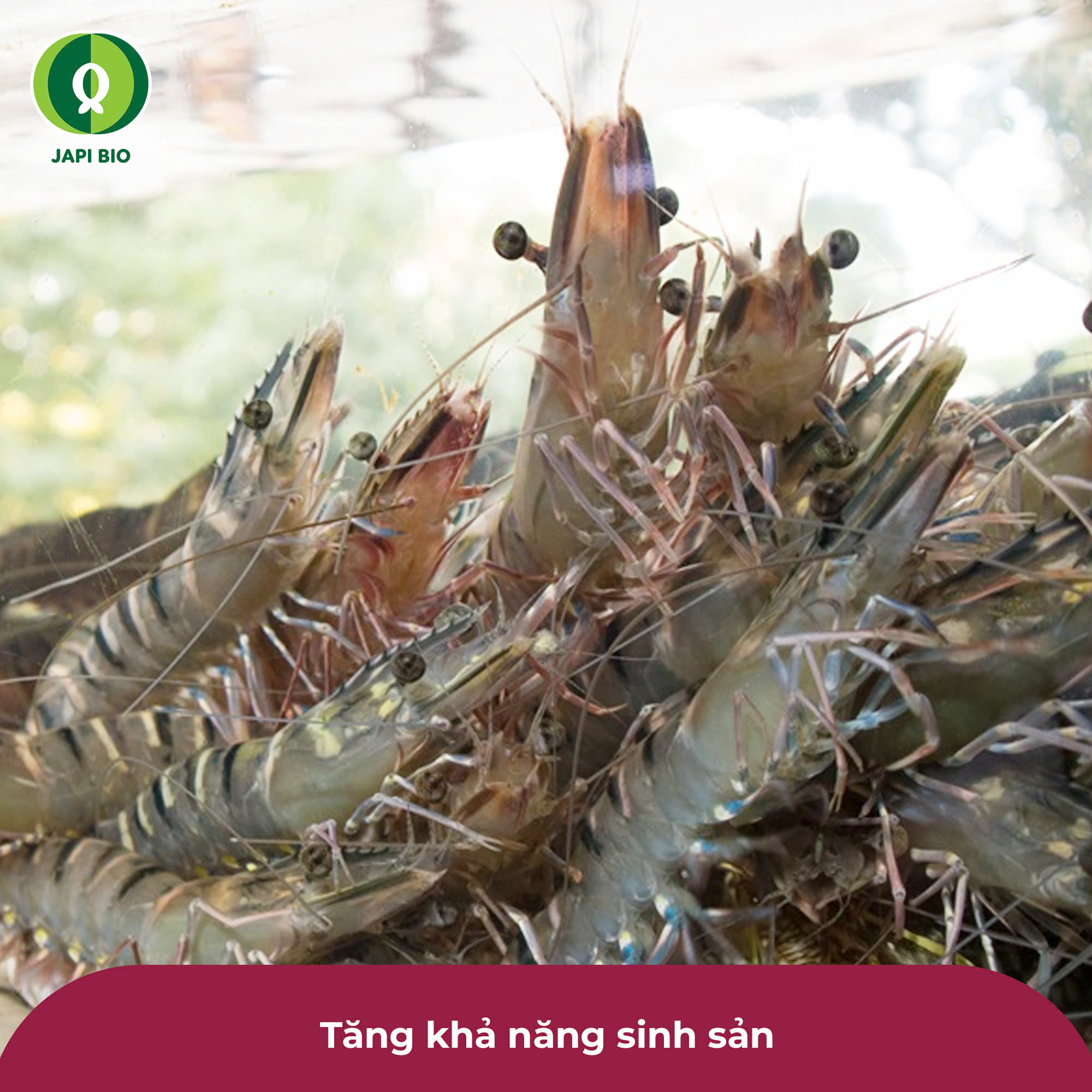 dam-ca-amino dam-ca-amino