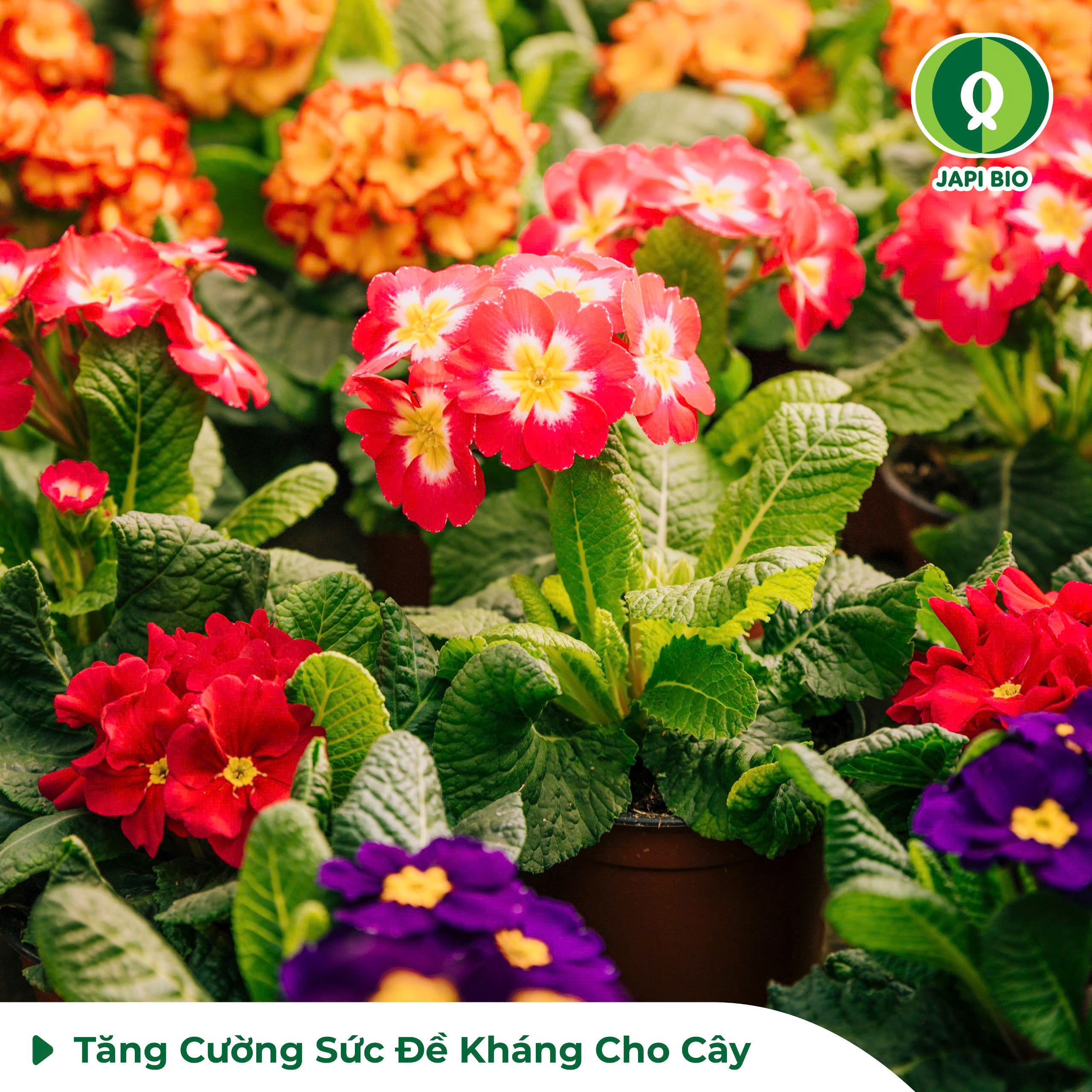 dam-ca-amino dam-ca-amino