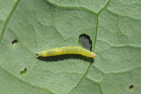 dam-ca-amino dam-ca-amino