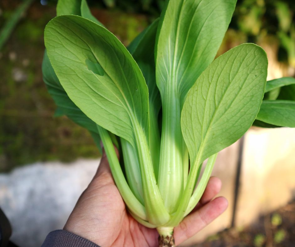 dam-ca-amino dam-ca-amino