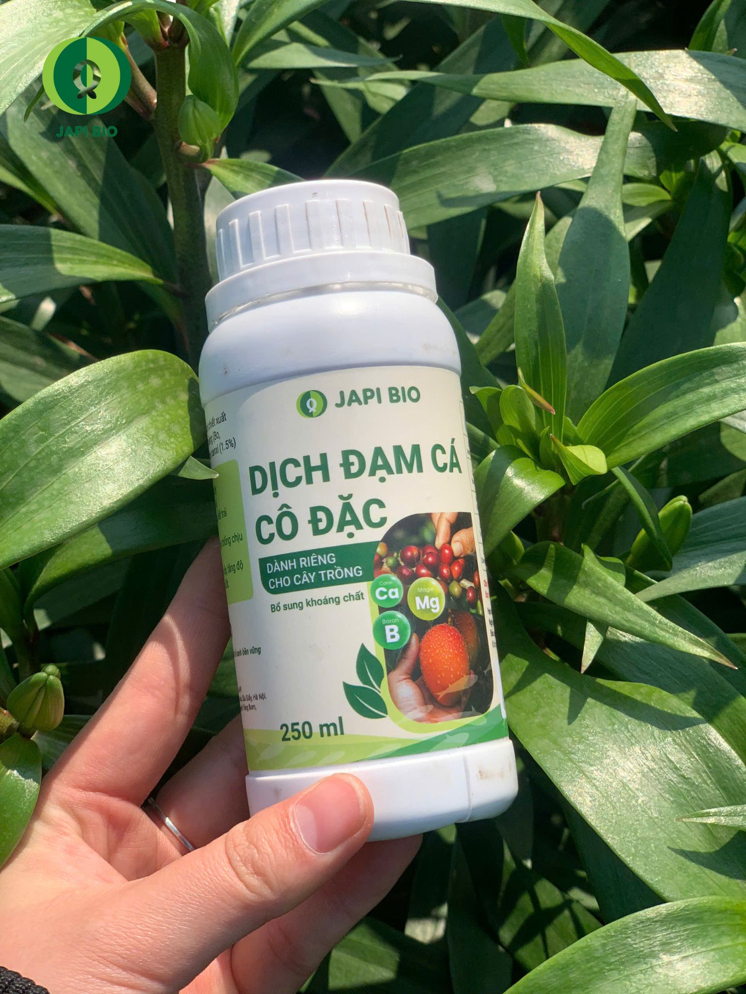 dam-ca-amino dam-ca-amino