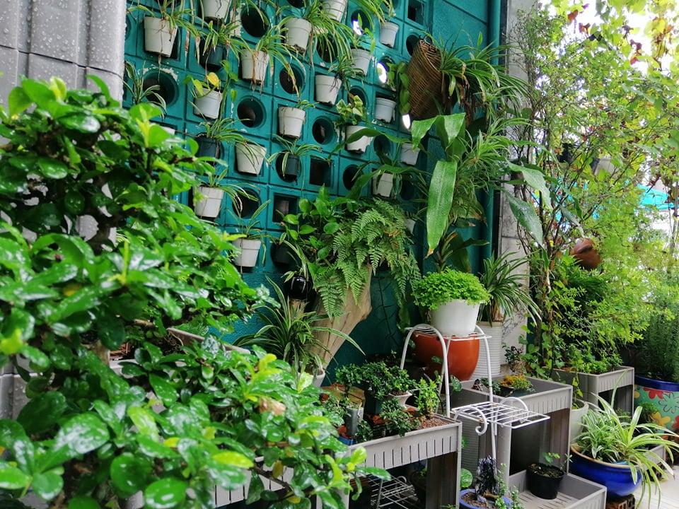 dam-ca-amino dam-ca-amino