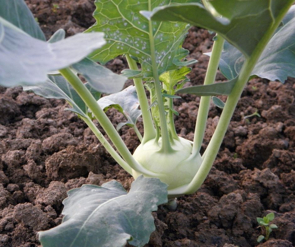 dam-ca-amino dam-ca-amino