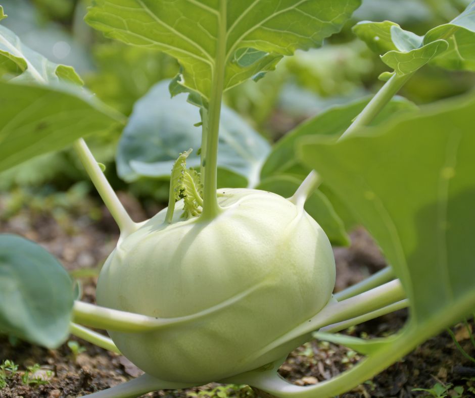 dam-ca-amino dam-ca-amino