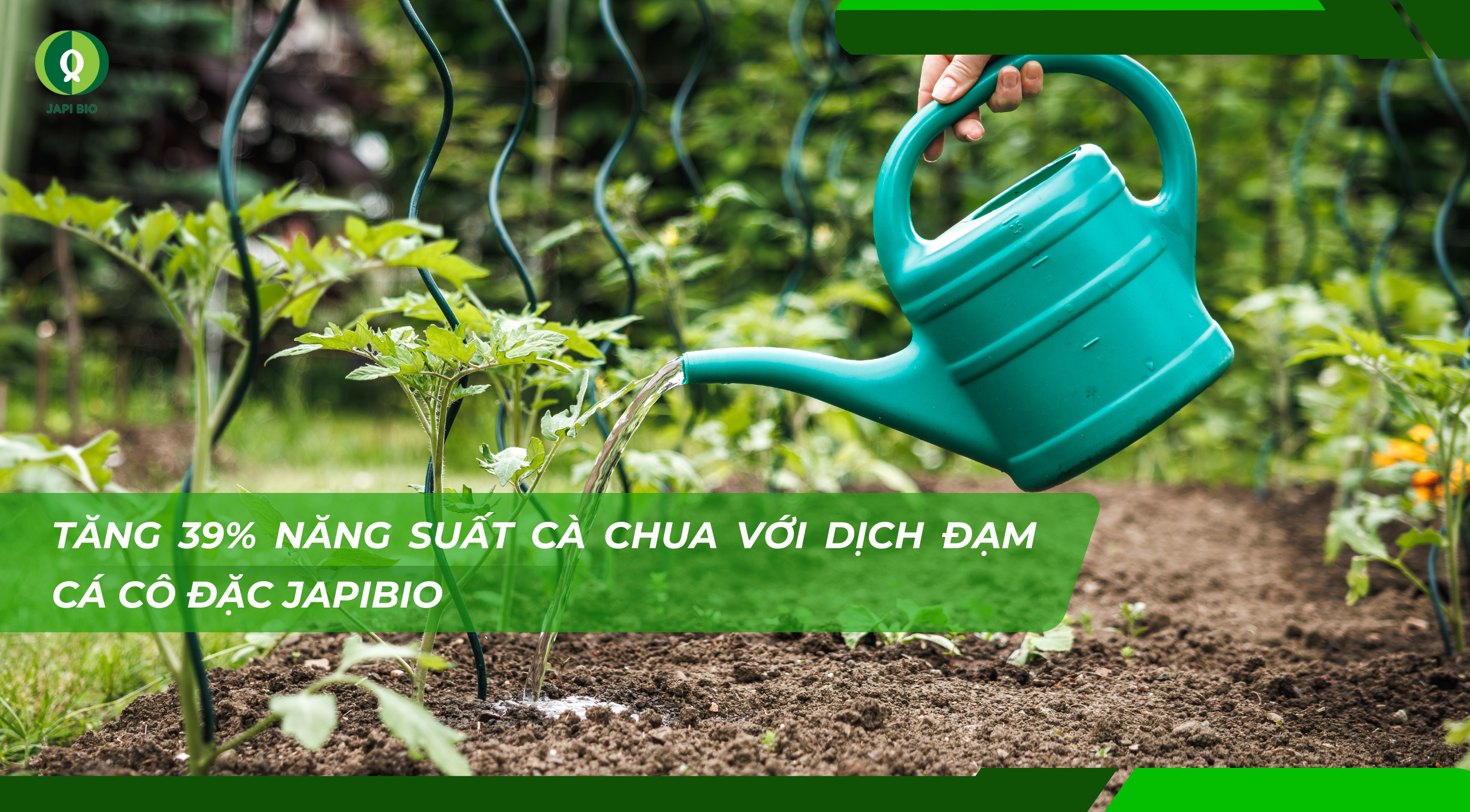 dam-ca-amino dam-ca-amino