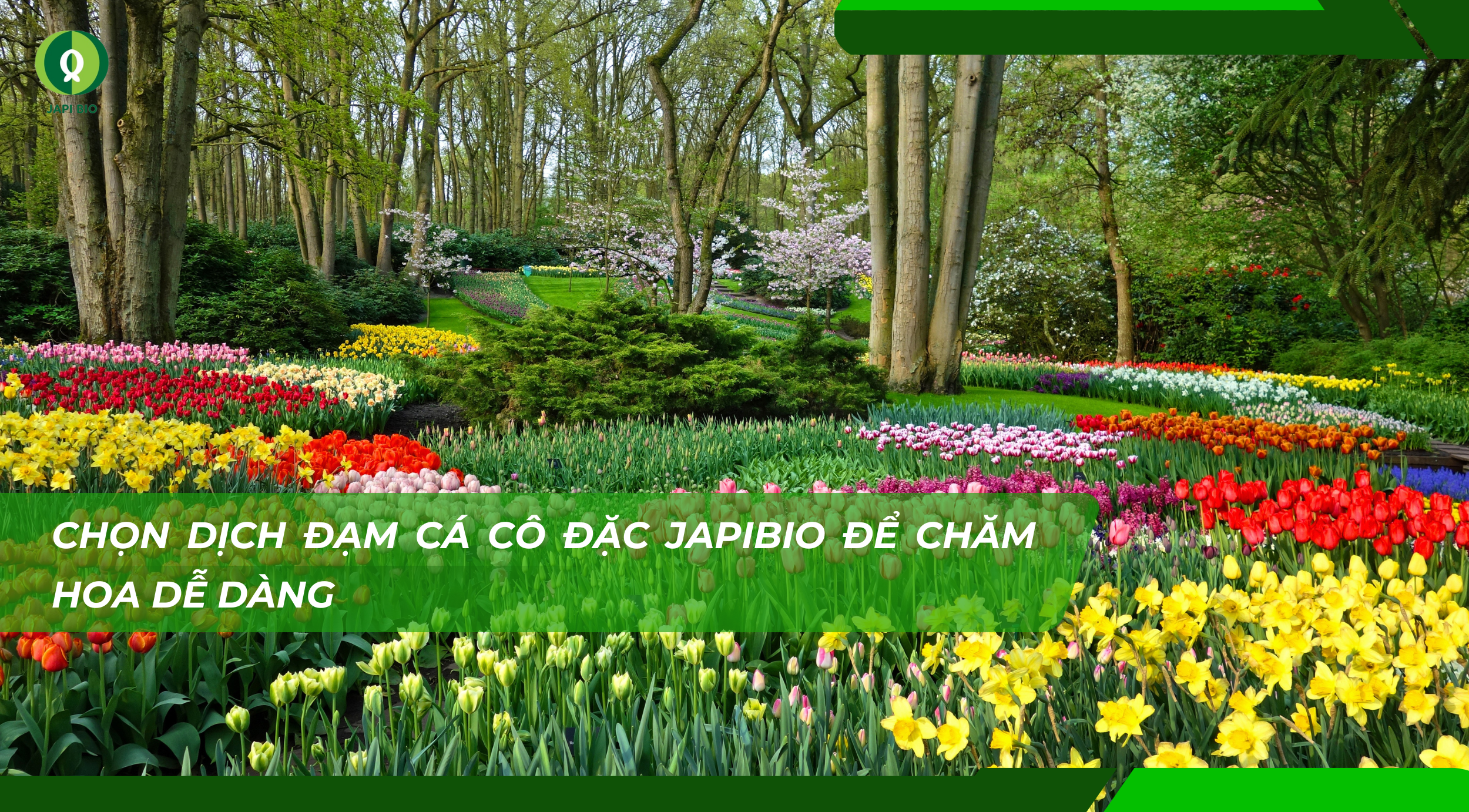 dam-ca-amino dam-ca-amino