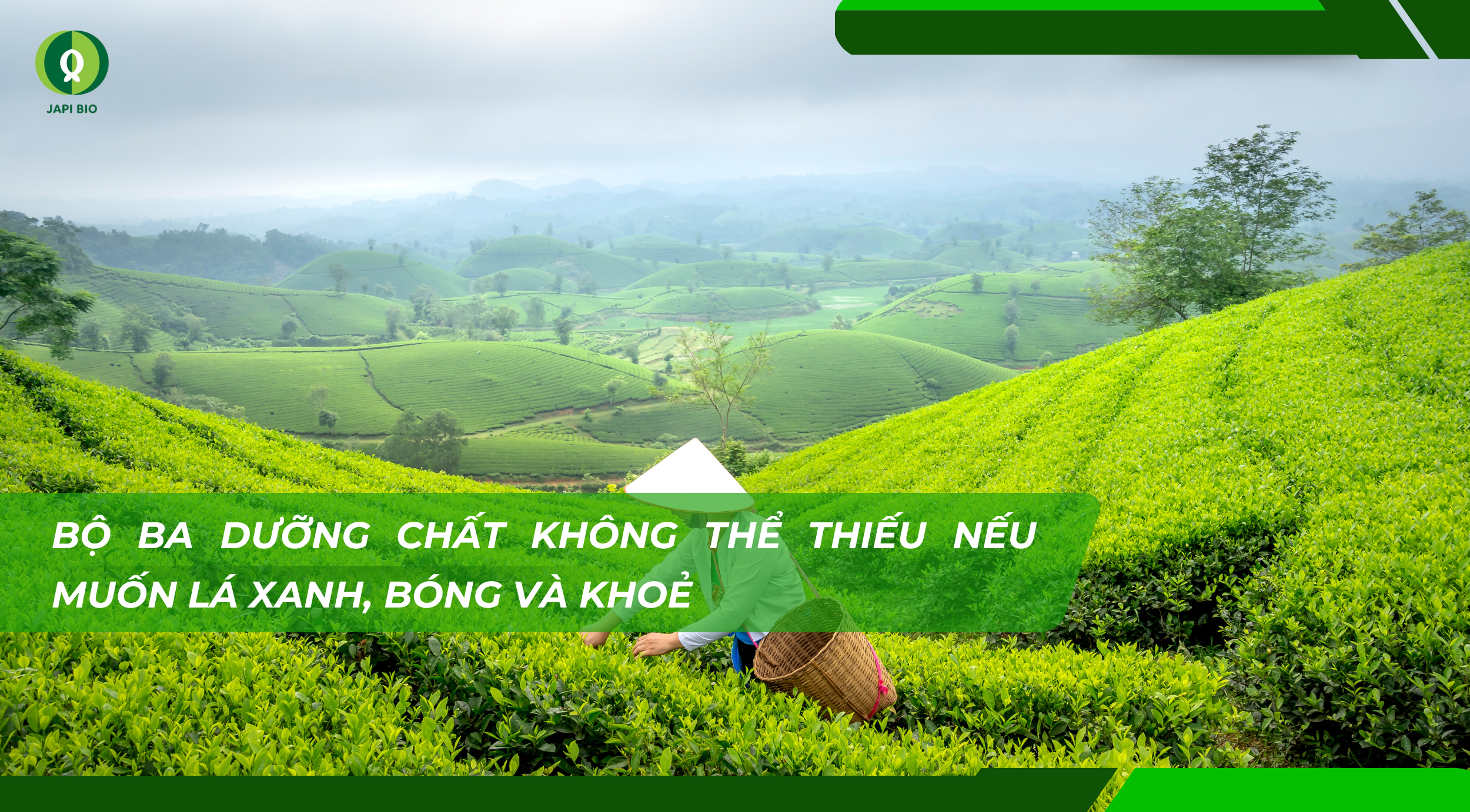 dam-ca-amino dam-ca-amino