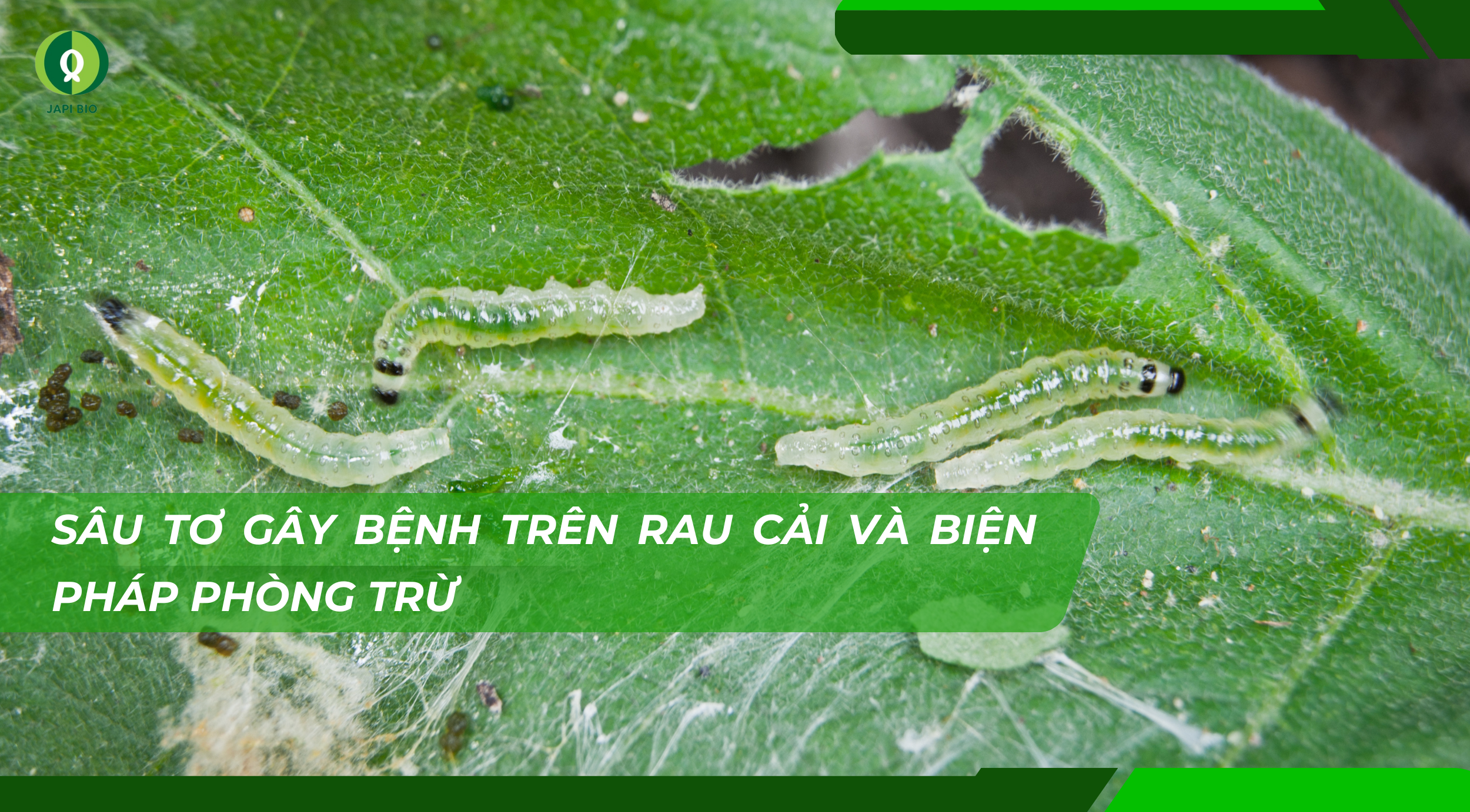 dam-ca-amino dam-ca-amino