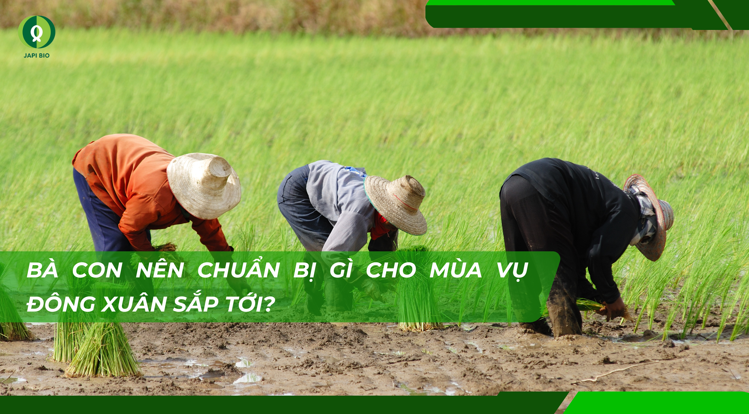 dam-ca-amino dam-ca-amino