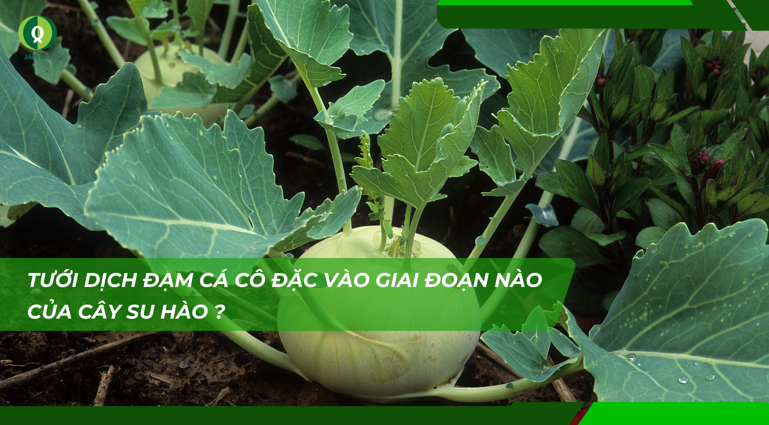 dam-ca-amino dam-ca-amino