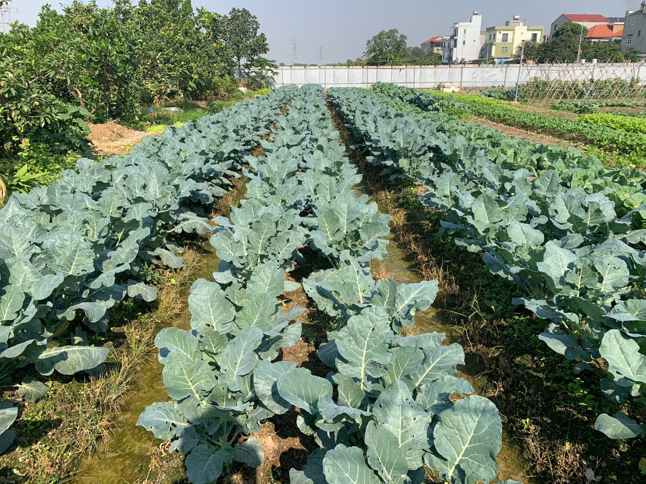 dam-ca-amino dam-ca-amino