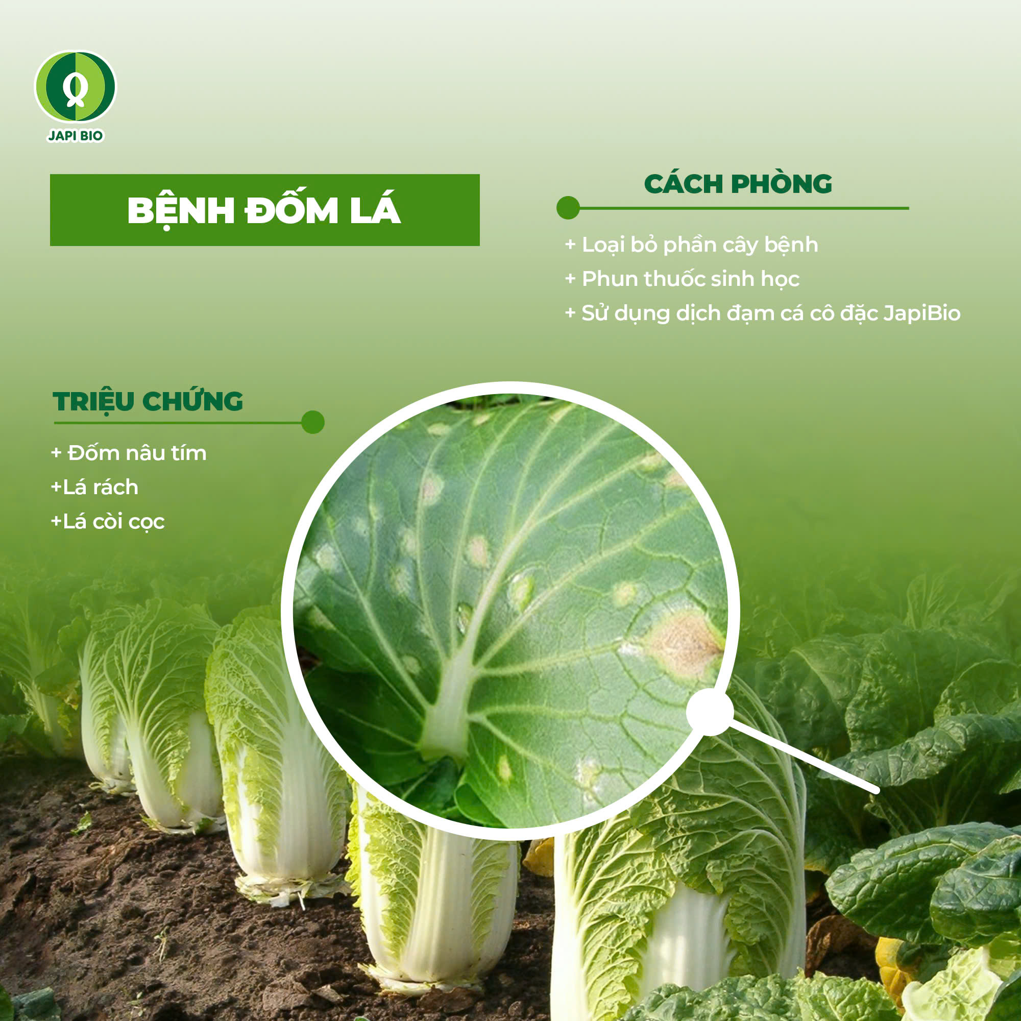 Bệnh đốm lá làm giảm năng suất vườn cải thảo