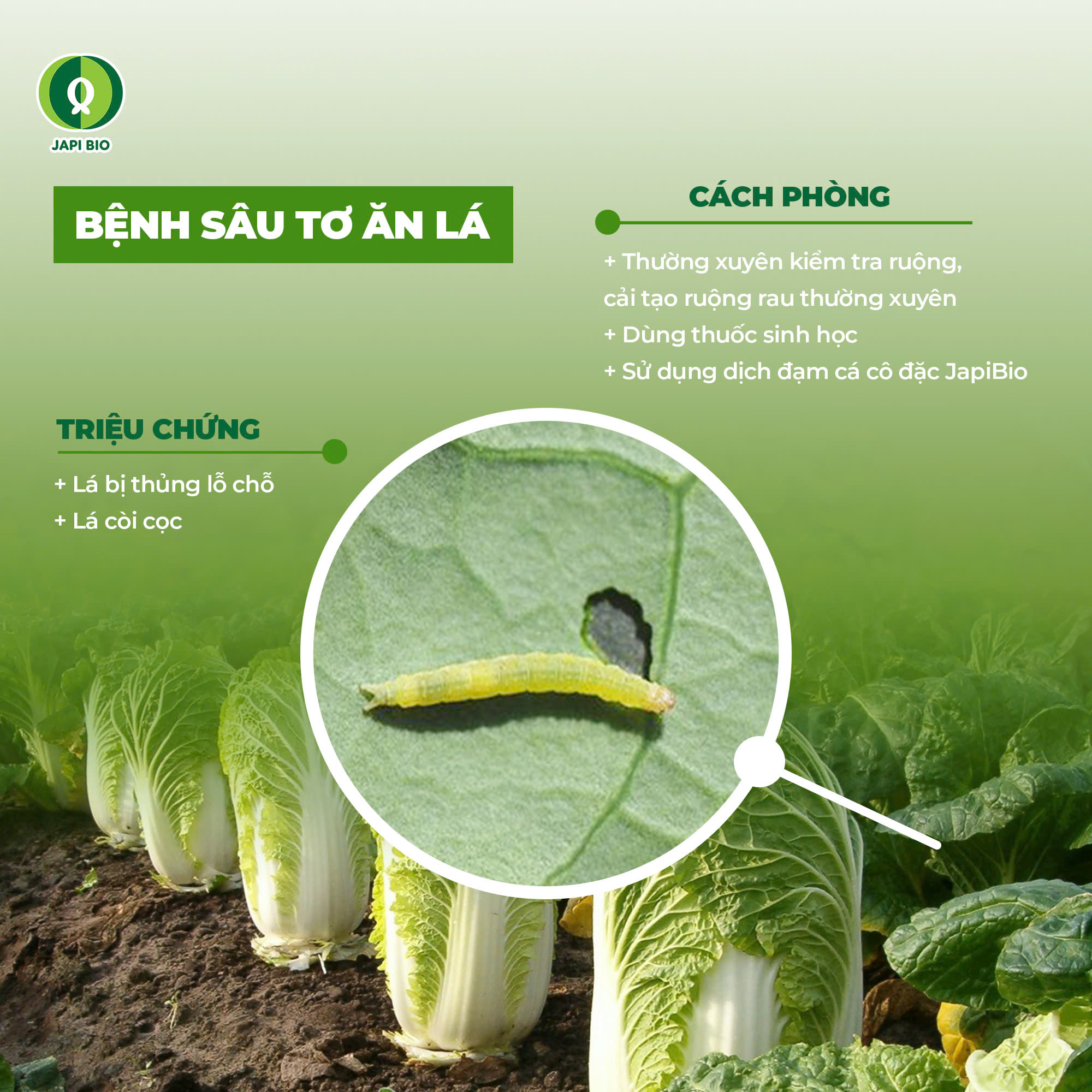 Sâu tơ ăn làm giảm năng suất vườn cải thảo