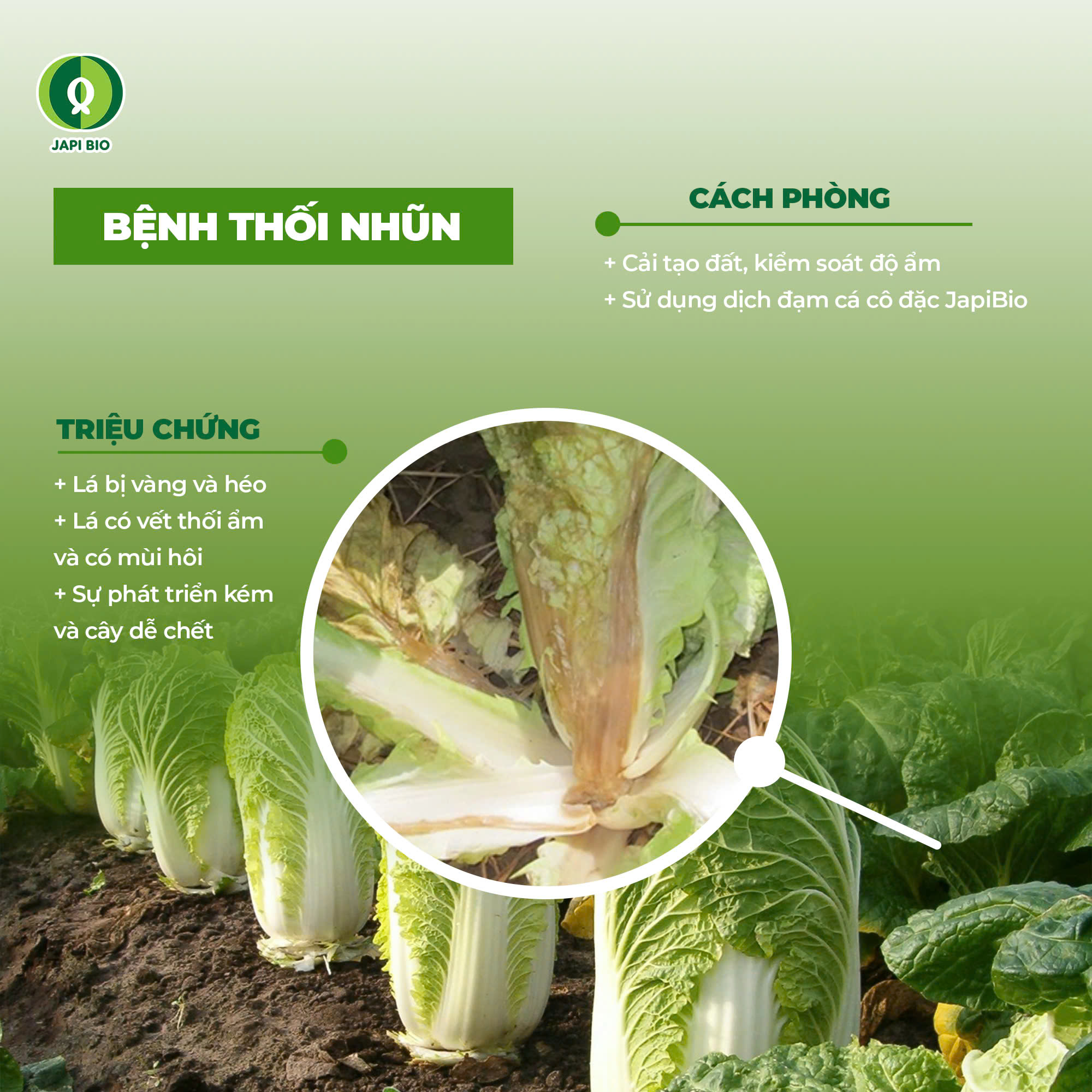 Bệnh thối nhũn làm giảm năng suất vườn cải thảo