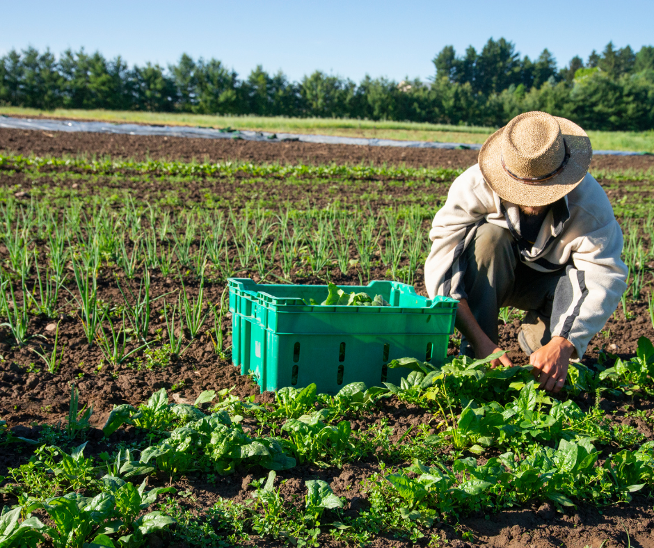 dam-ca-amino Chăm sóc rau màu cuối vụ cùng dịch đạm cá JapiBio