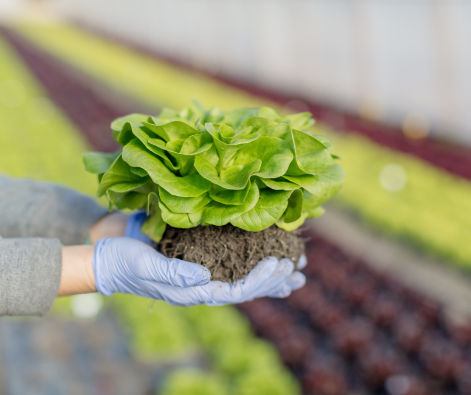 Trồng rau màu hữu cơ với dịch đạm cá cô đặc