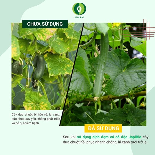 dam-ca-amino Dịch đạm cá cô đặc JapiBio