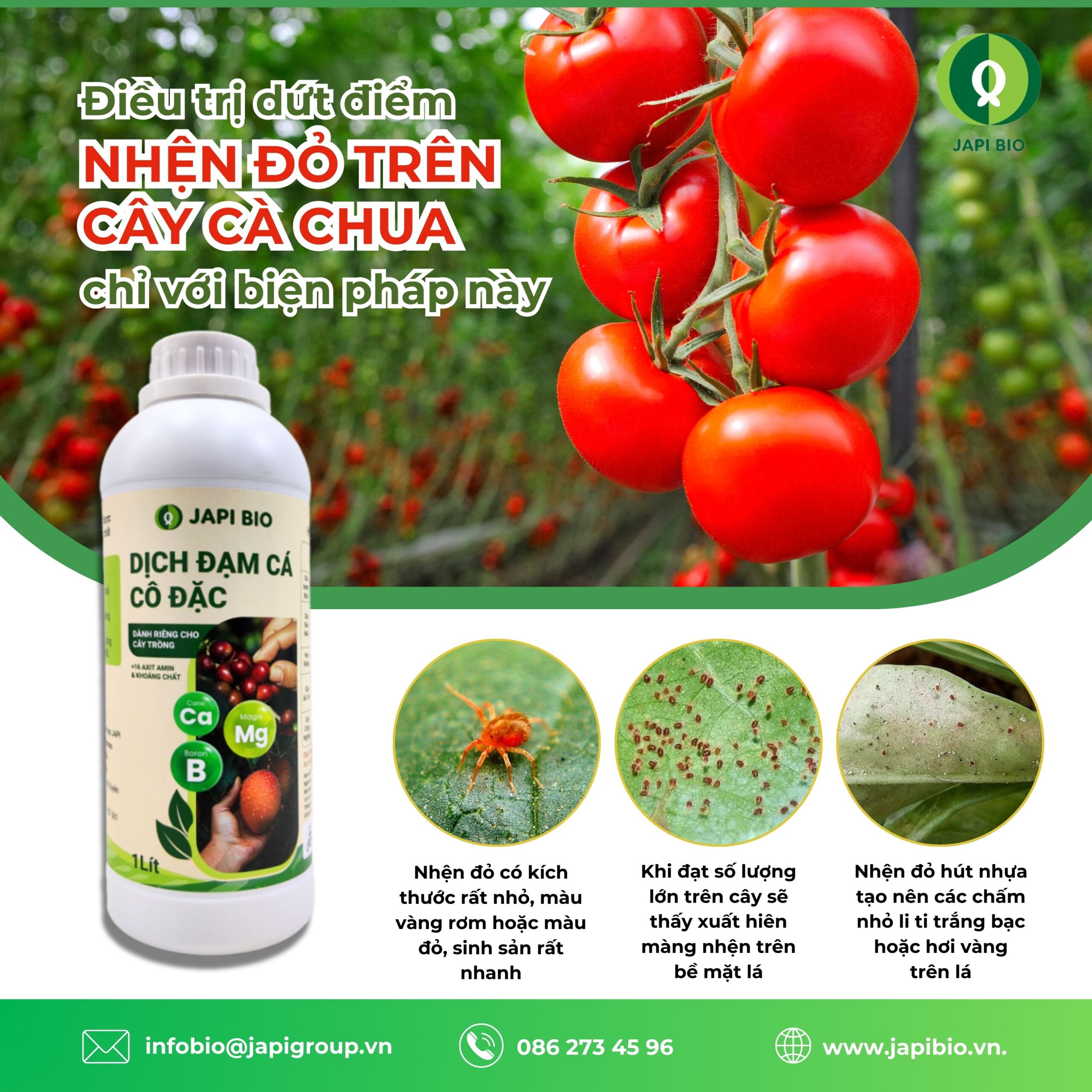 dam-ca-amino Chống nhện đỏ trên cây cà chua