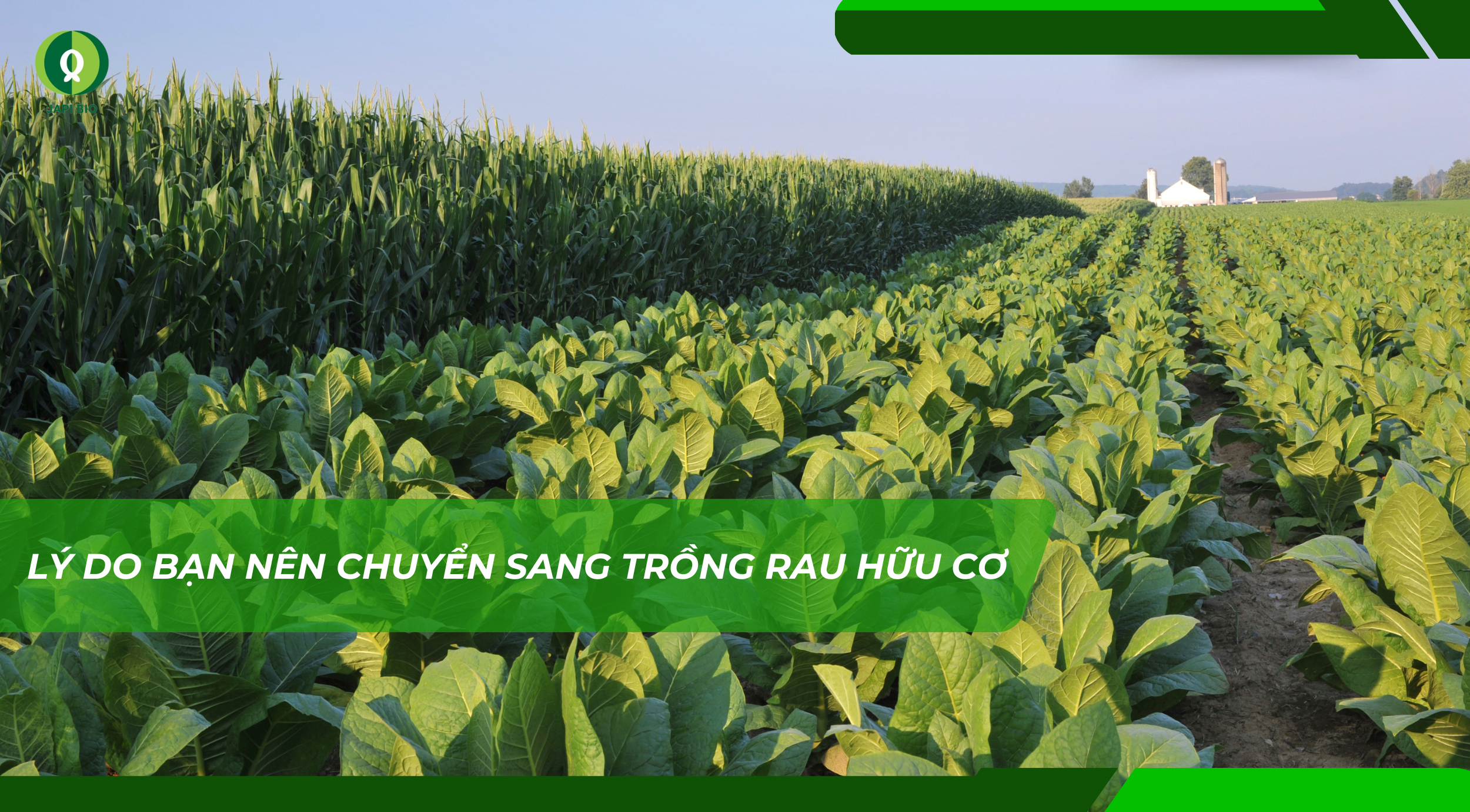 dam-ca-amino dam-ca-amino