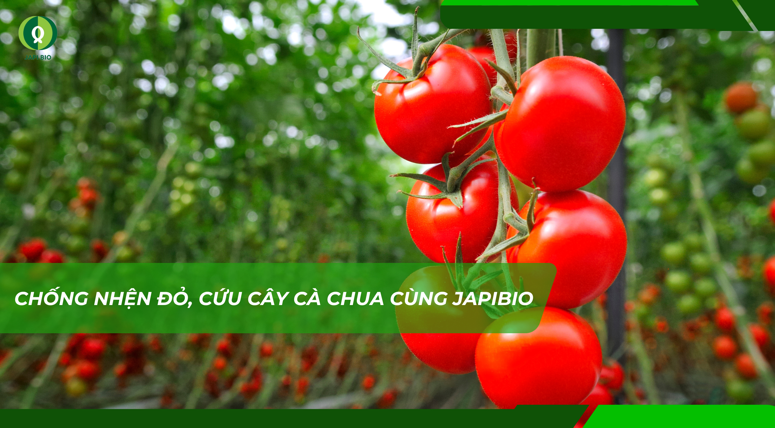 dam-ca-amino dam-ca-amino