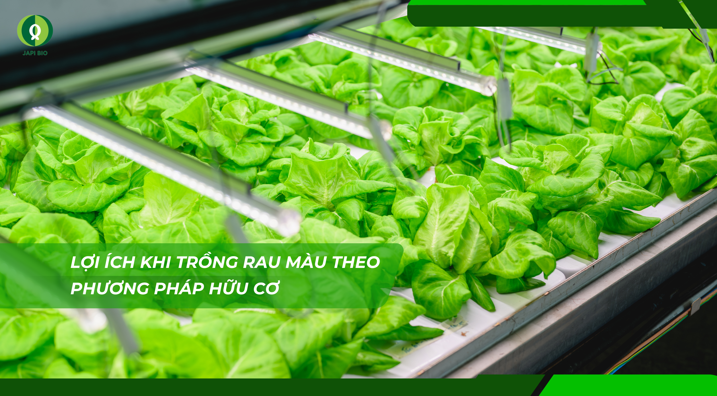 dam-ca-amino dam-ca-amino