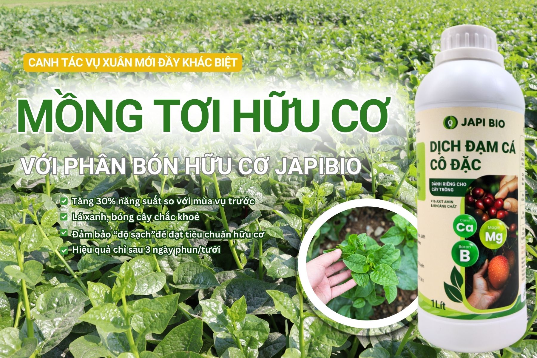 dam-ca-amino Mồng tơi hữu cơ