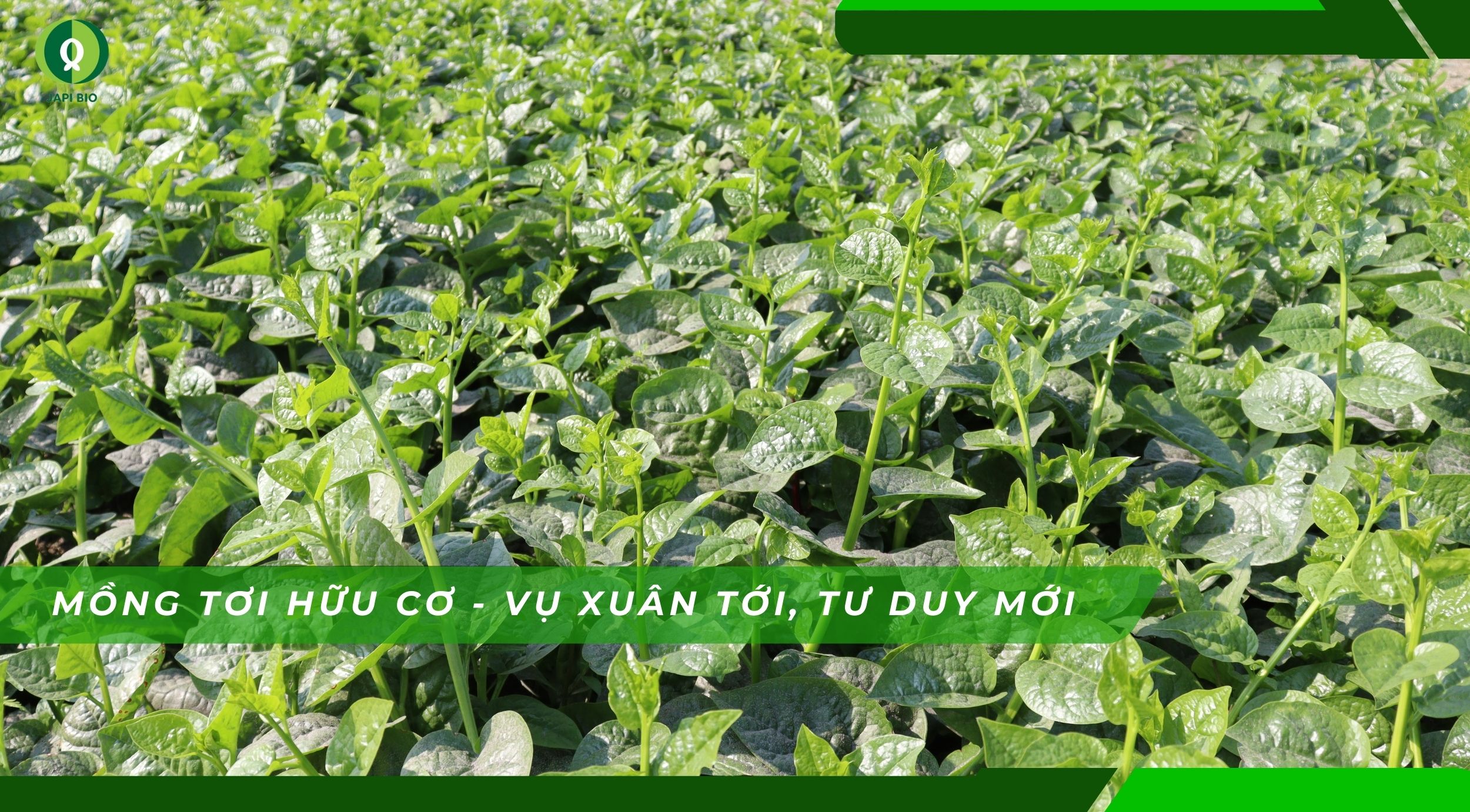 dam-ca-amino Mồng tơi hữu cơ
