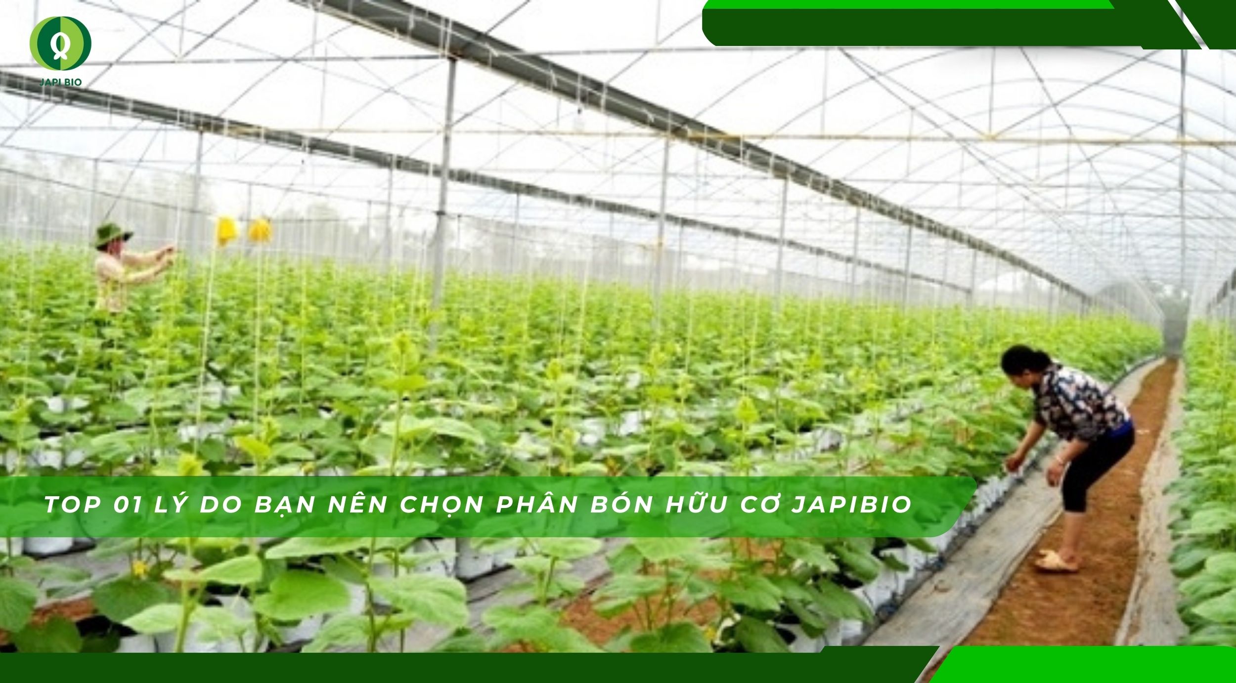 dam-ca-amino phân bón hữu cơ