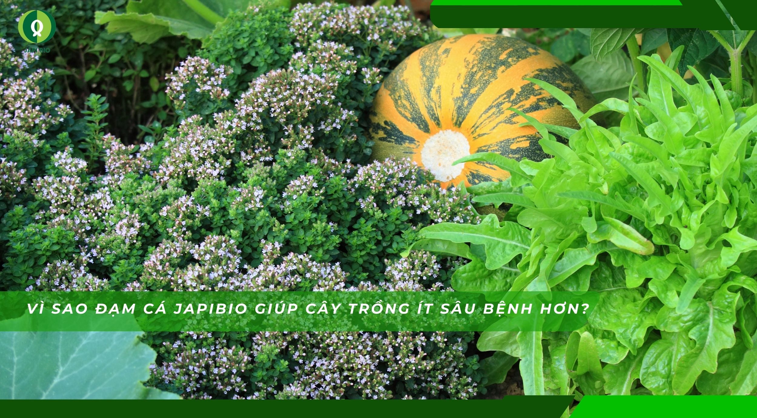 dam-ca-amino Đạm cá JapiBio