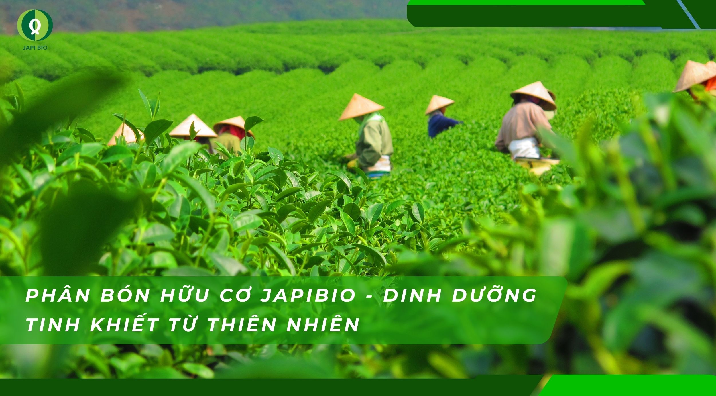 dam-ca-amino Phân bón hữu cơ JapiBio