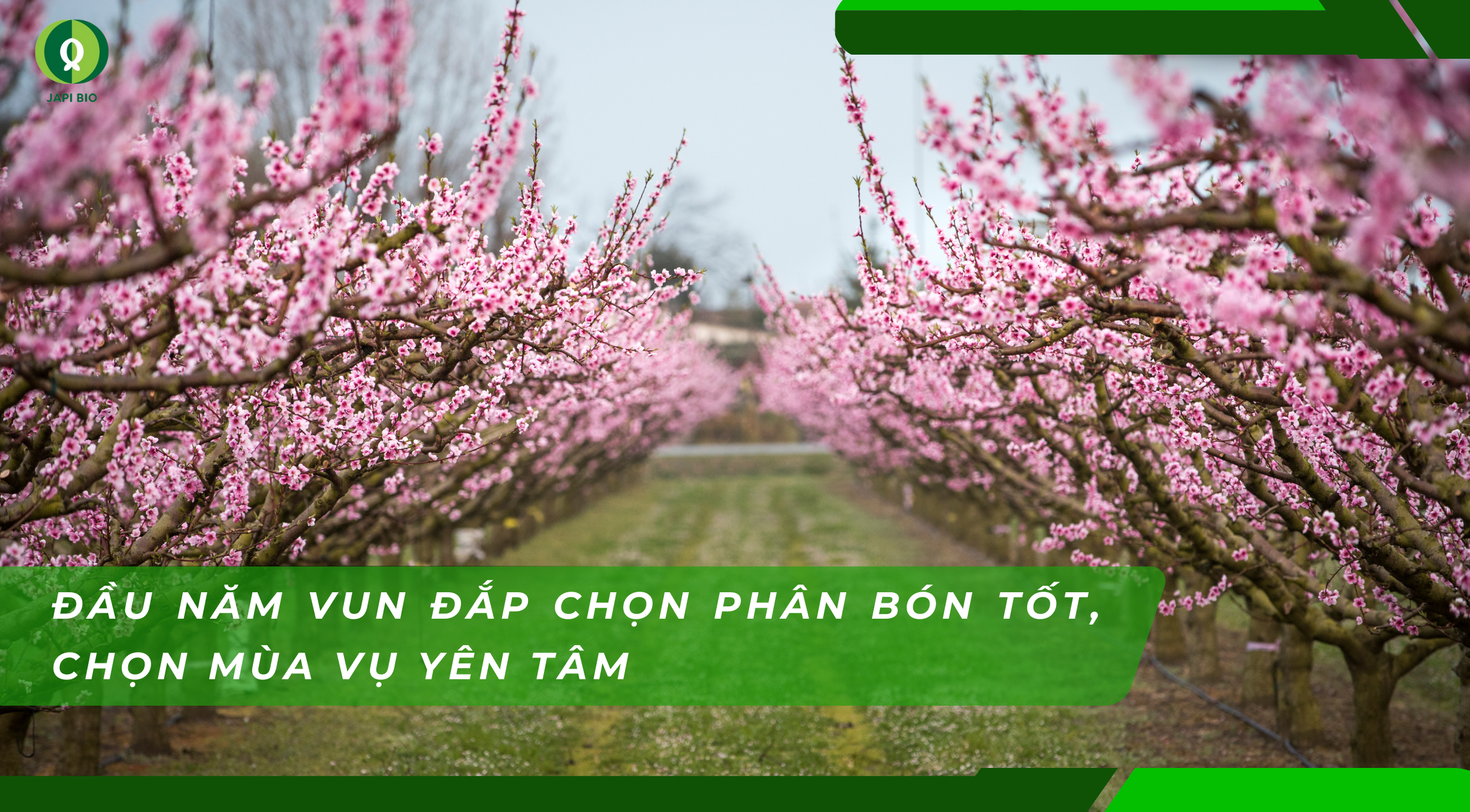 dam-ca-amino Phân bón hữu cơ JapiBio