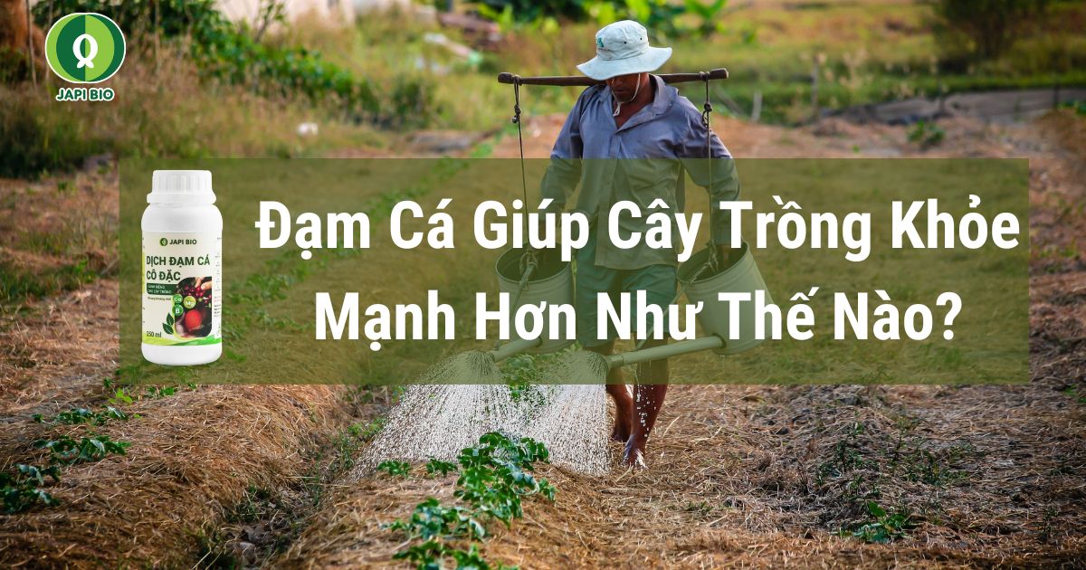 dam-ca-amino đạm cá giúp cây trồng khoẻ mạnh như thế nào