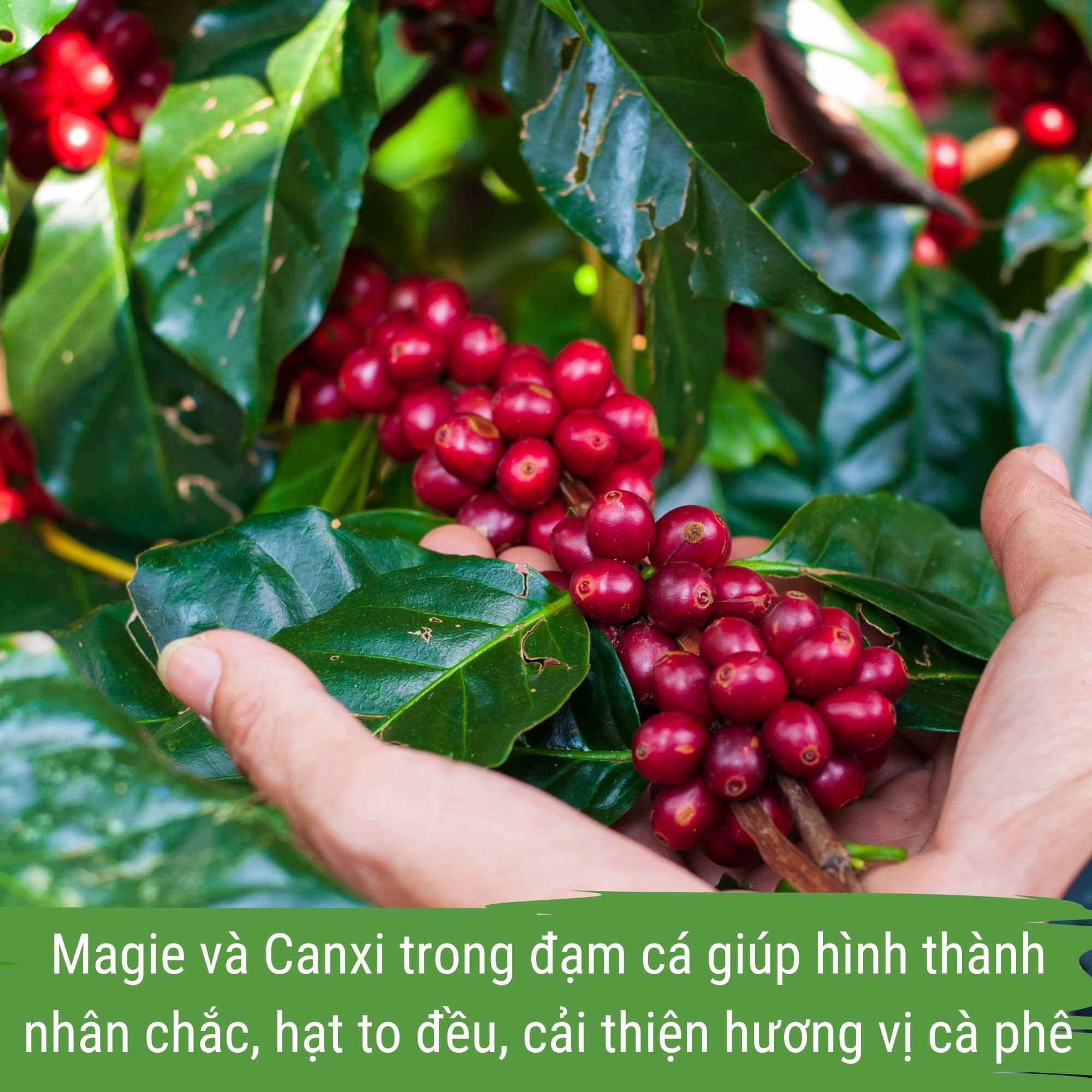 phân bón cà phê - đạm cá japi bio can 5 lít