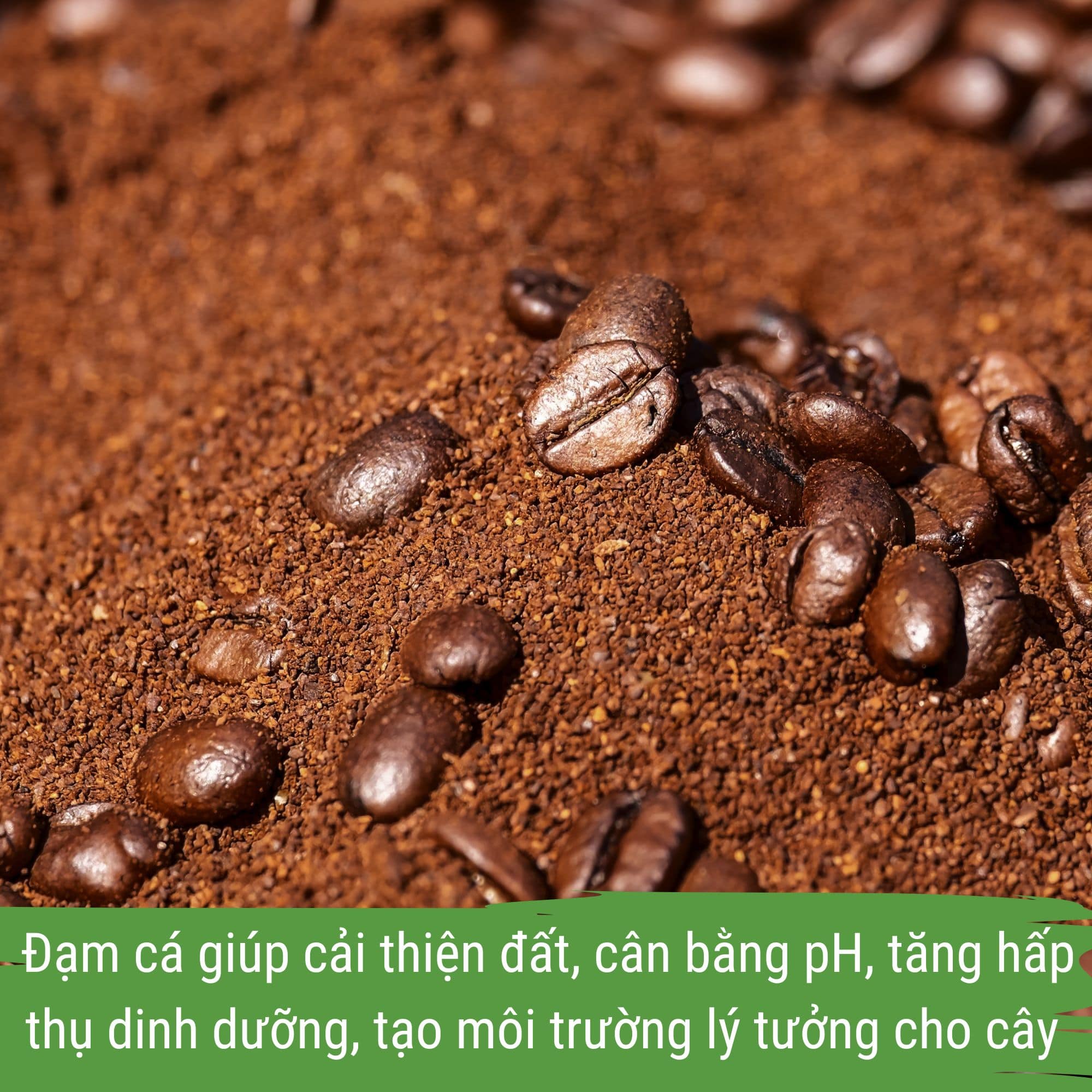 phân bón cà phê - đạm cá japi bio can 5 lít