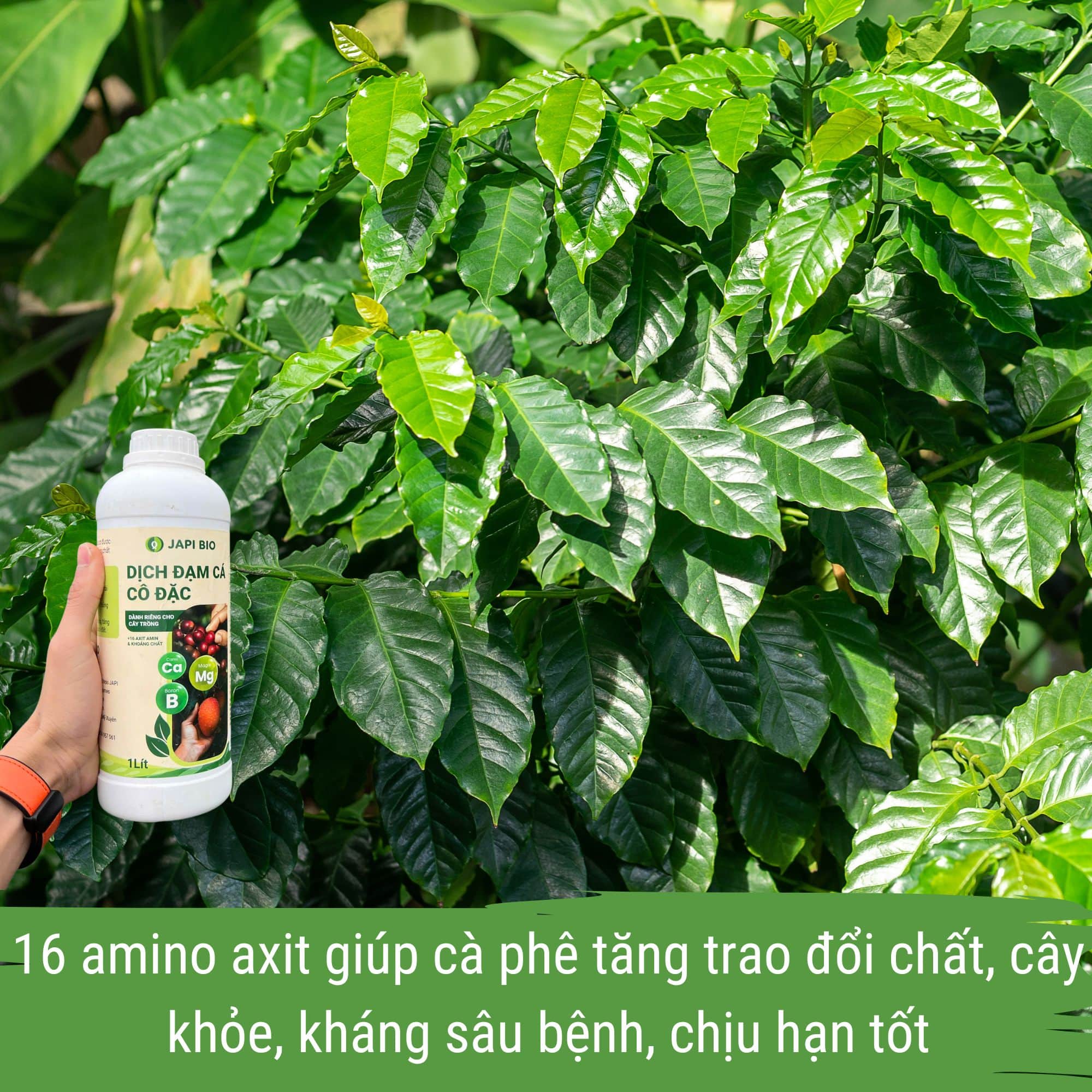 phân bón cà phê - đạm cá japi bio can 5 lít
