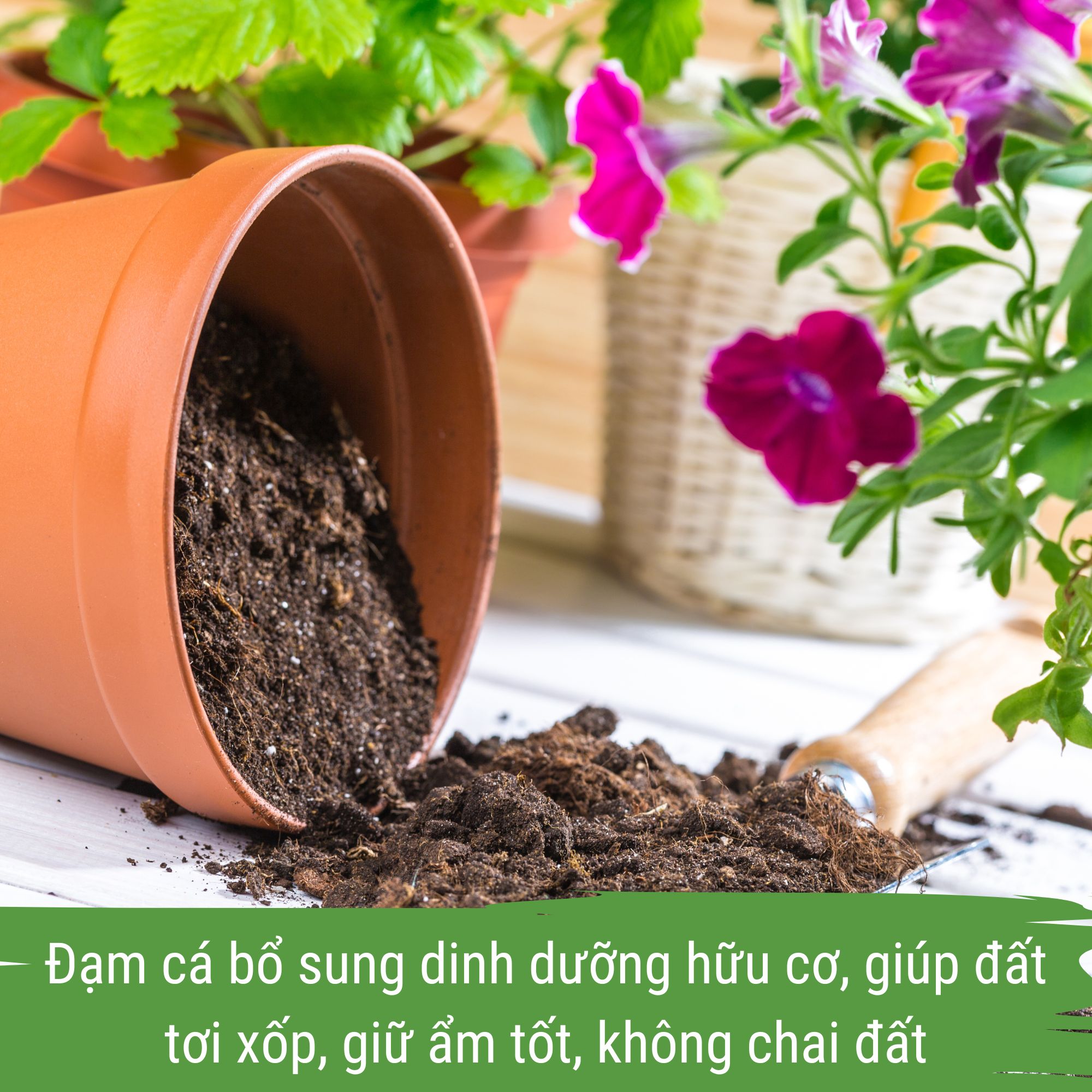 phân bón cây cảnh - đạm cá japi bio