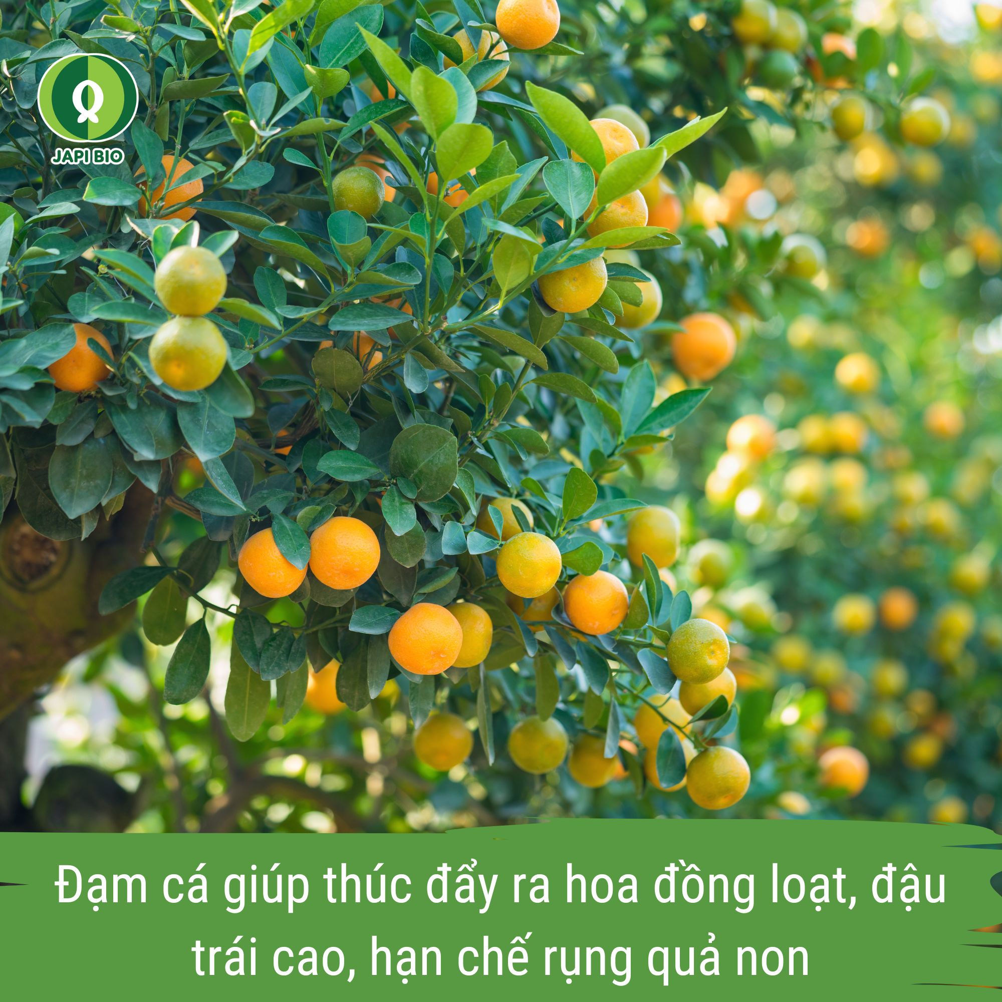 dam-ca-amino phân bón cho cây có múi