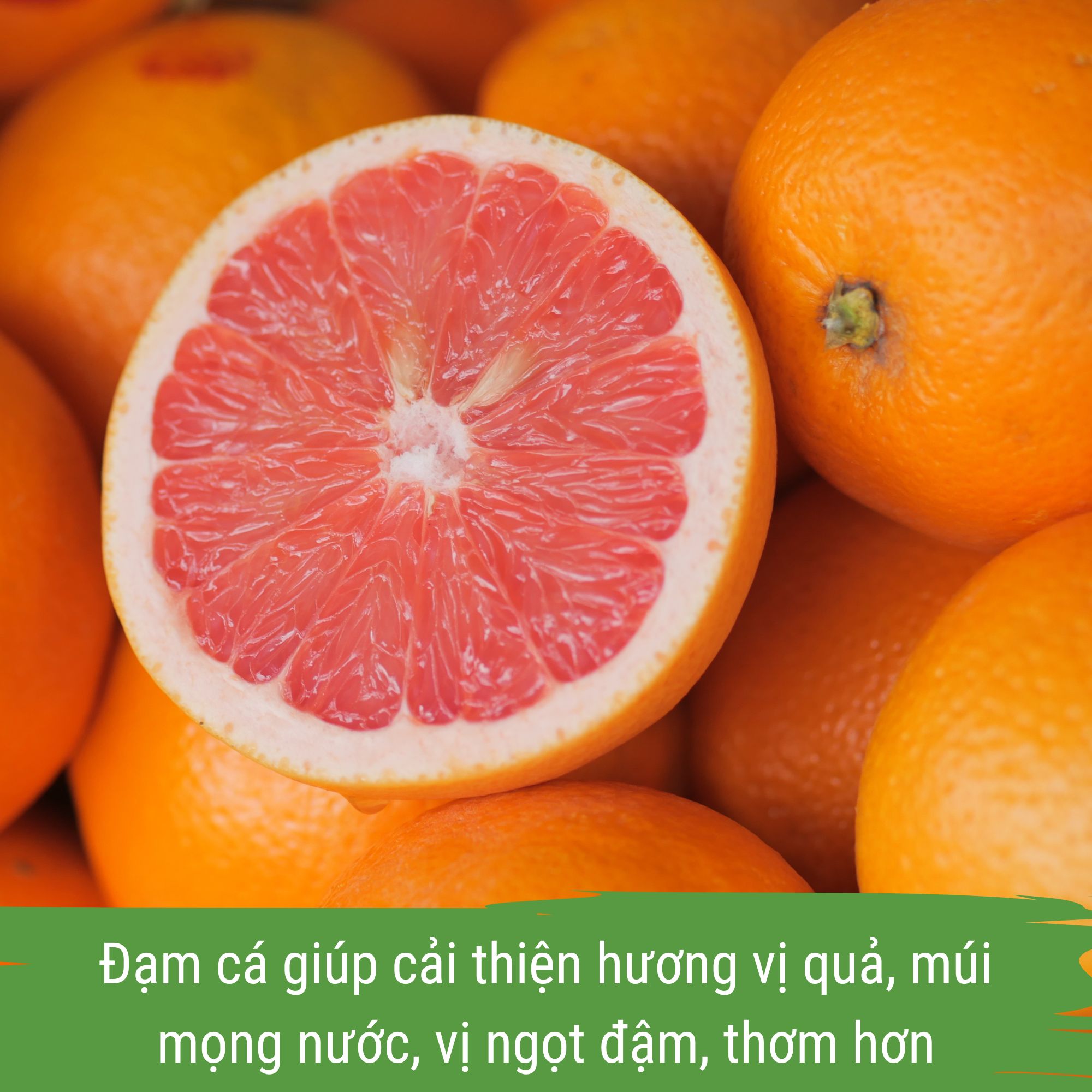 dam-ca-amino phân bón cho cây có múi
