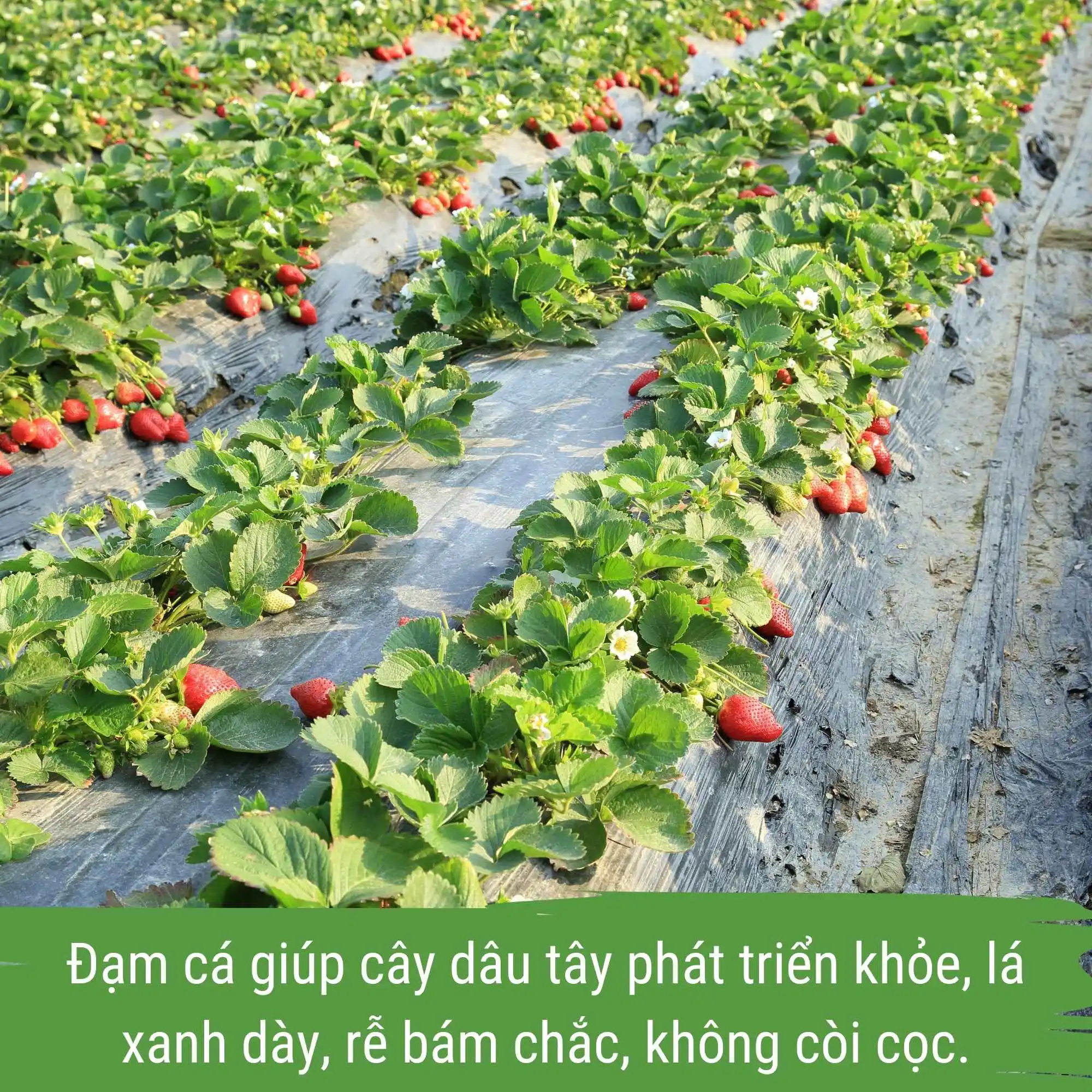 phân bón dâu tây Japi bio