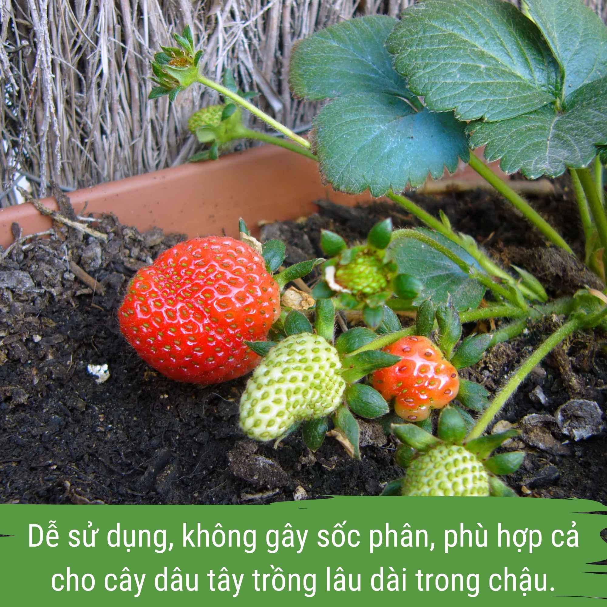 phân bón dâu tây, đạm cá japi bio