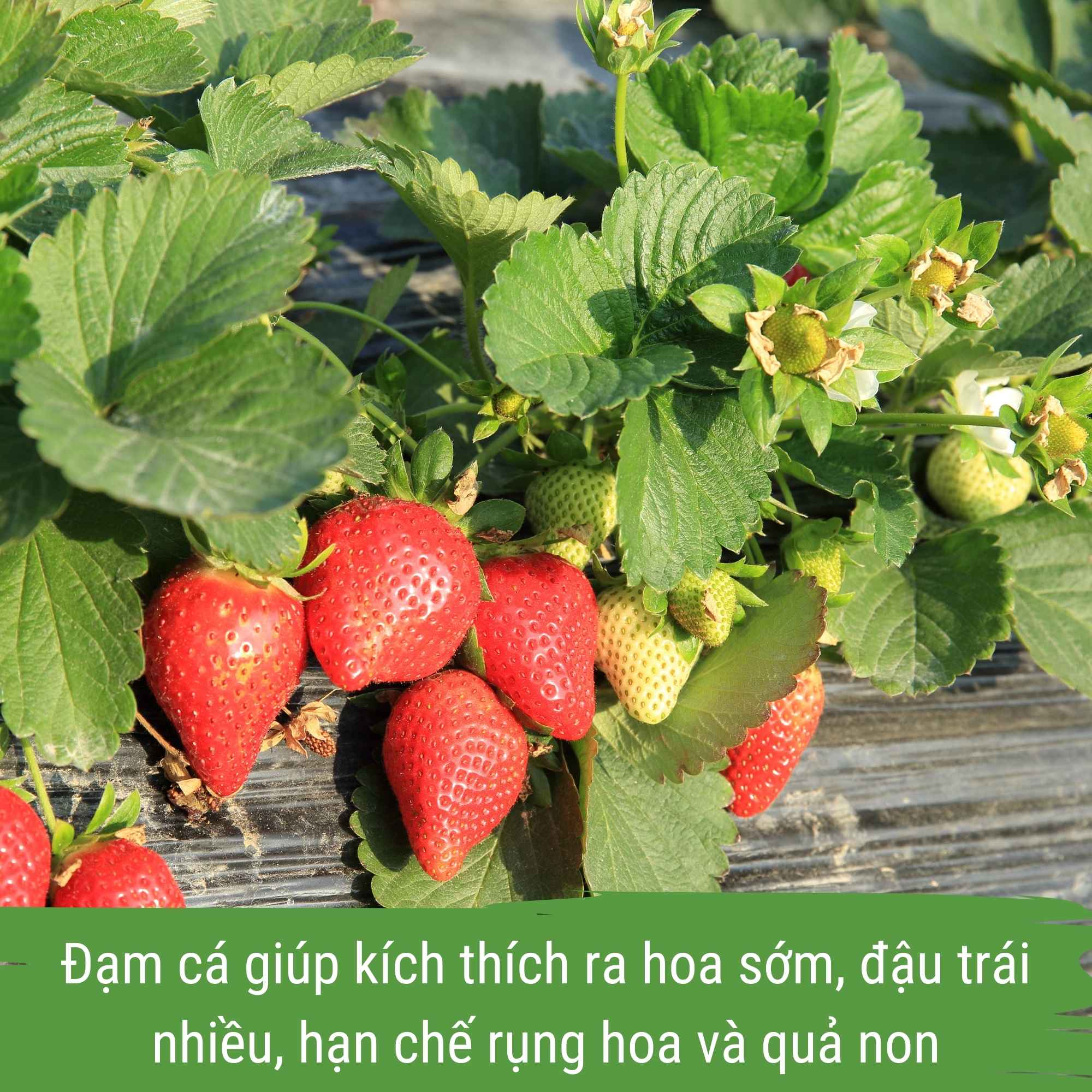 phân bón dâu tây, đạm cá japi bio